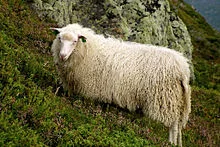 Spaelsau Breed