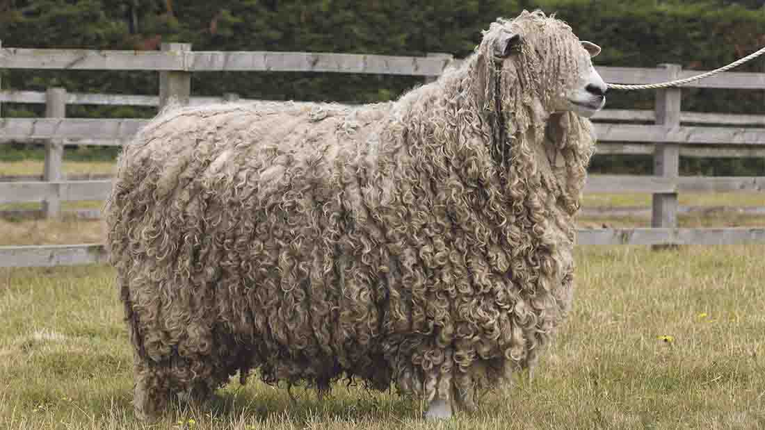 Lincoln Longwool