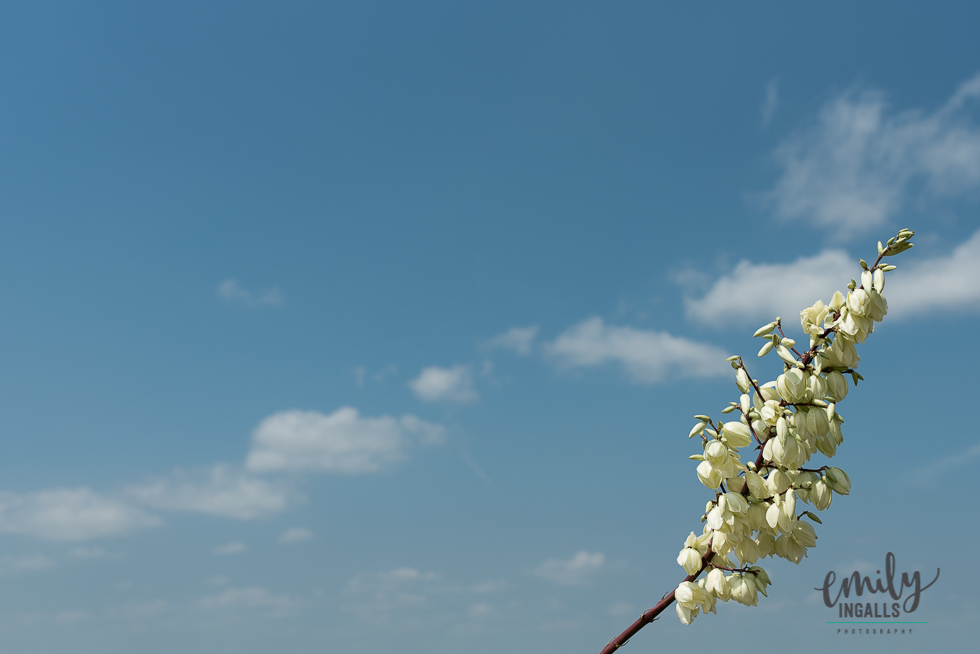 A flowering plant at the top of Enchanted Rock