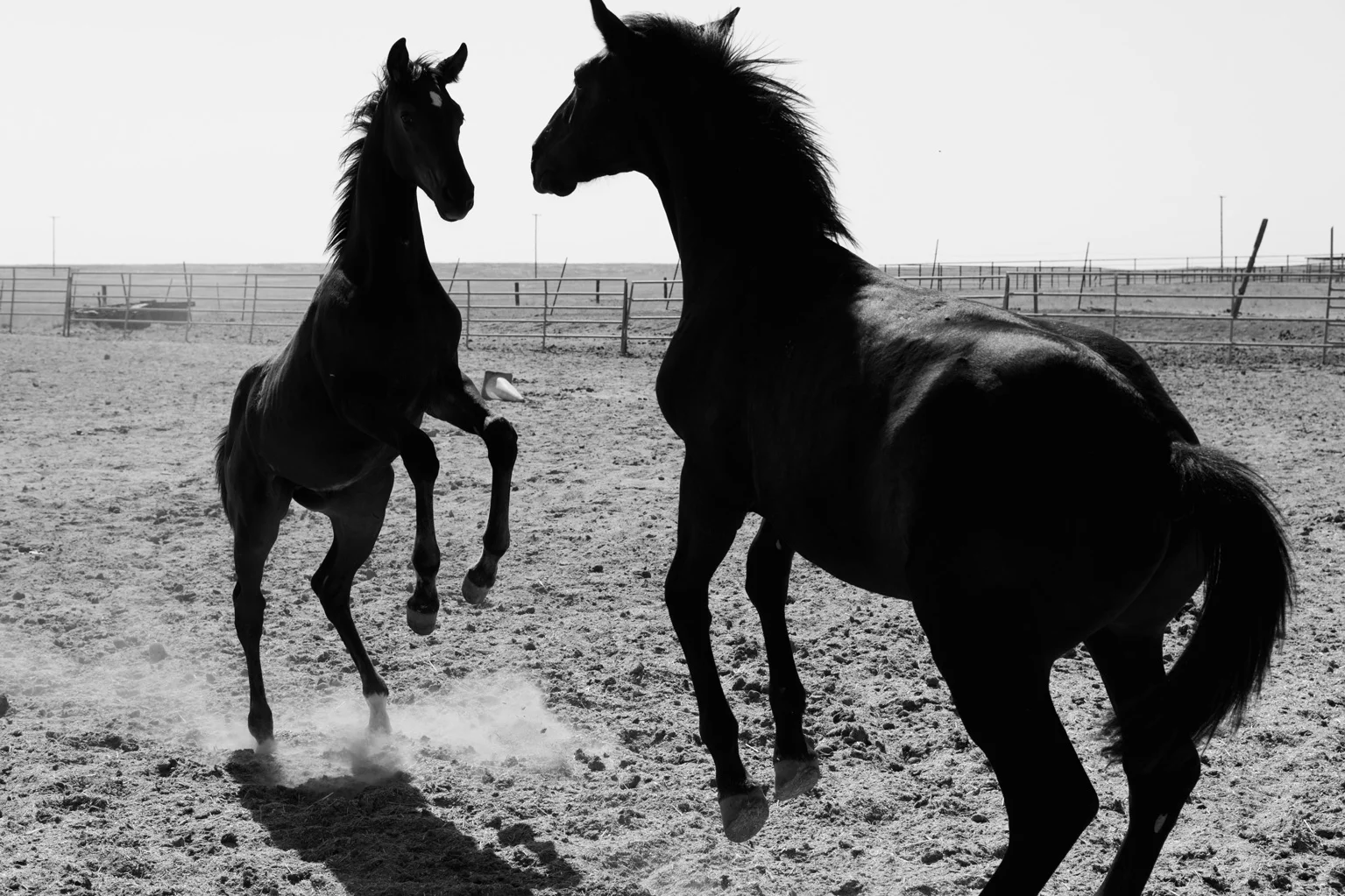 WEB-Foals-Madera-46.jpg