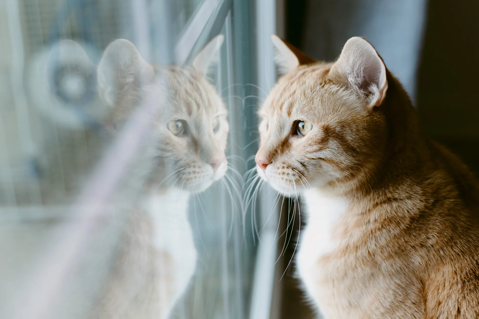 Cats-Taz-Milo-Hathaway-WEB01.jpg