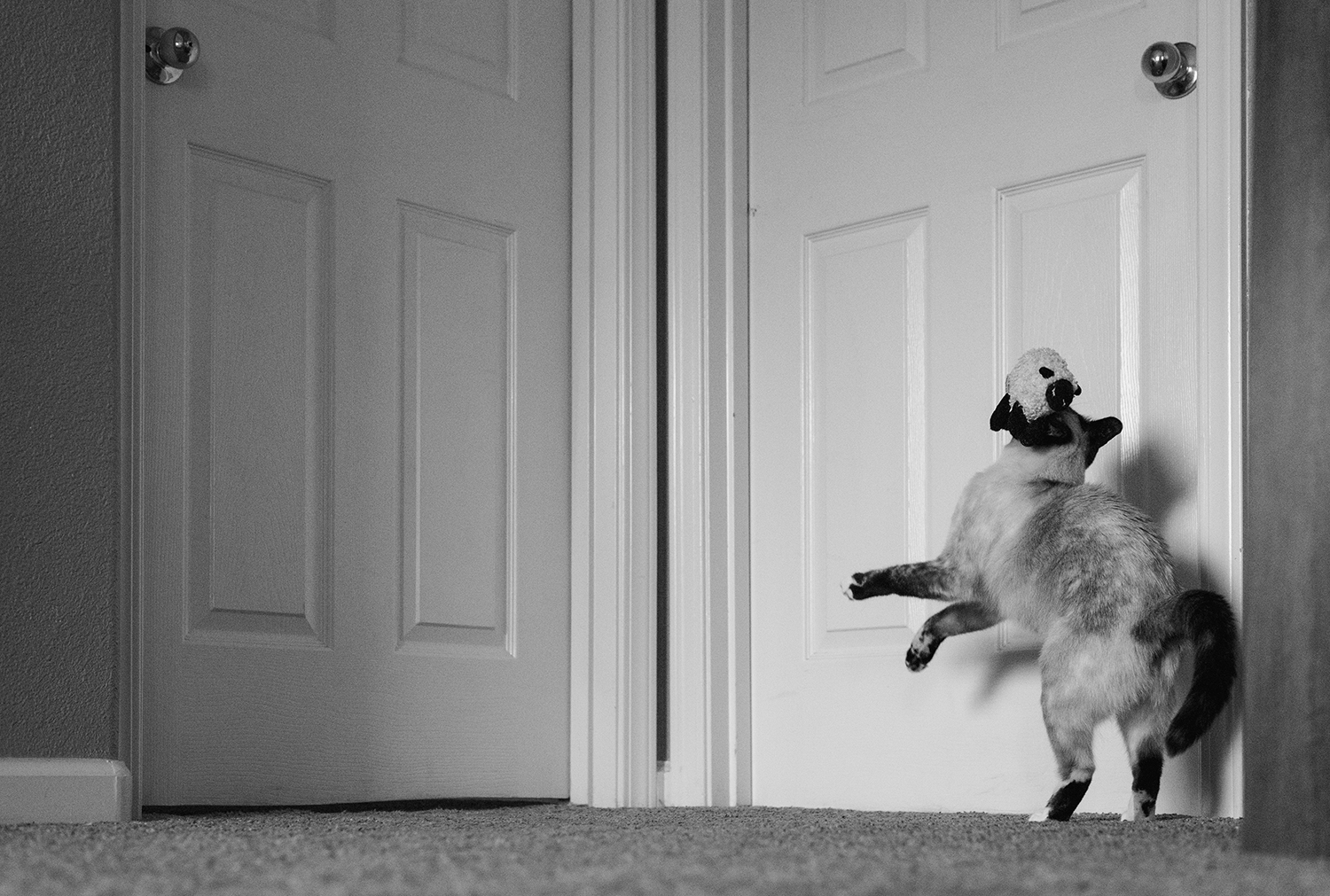 Black and white cat playing