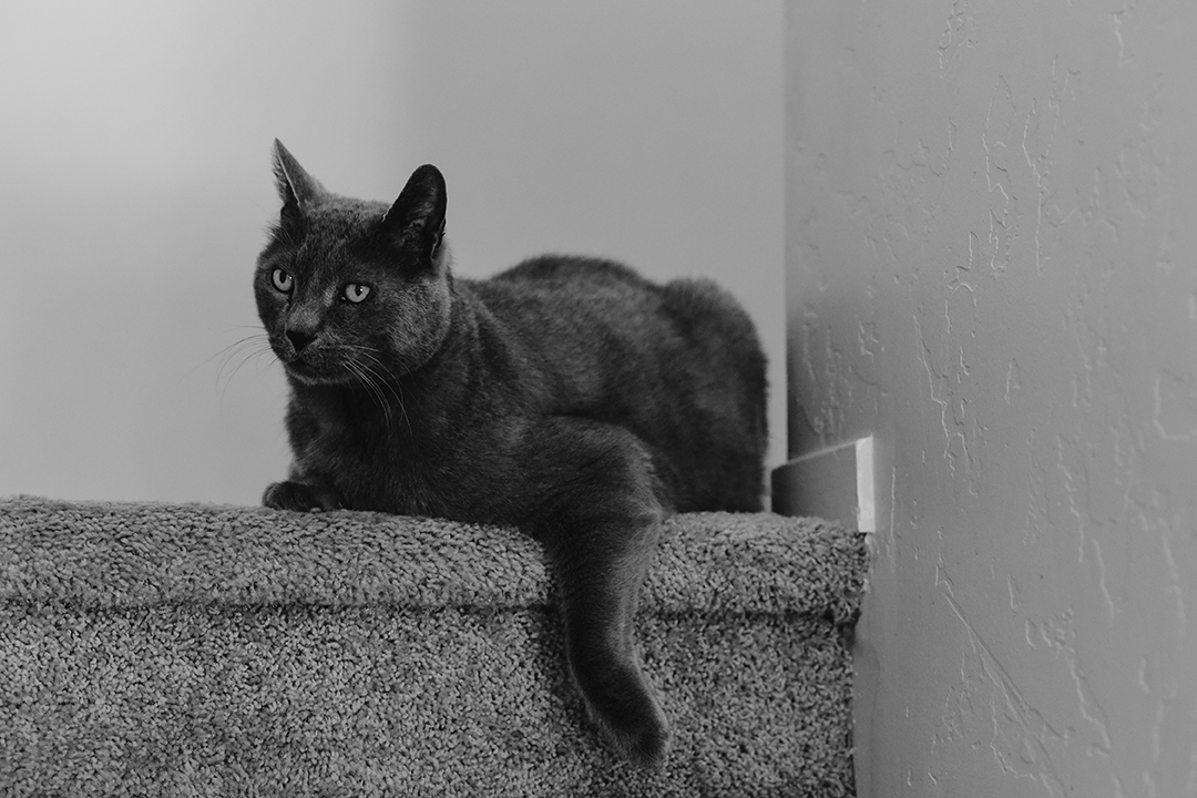 Grey cat lying on stairs, front leg at an angle