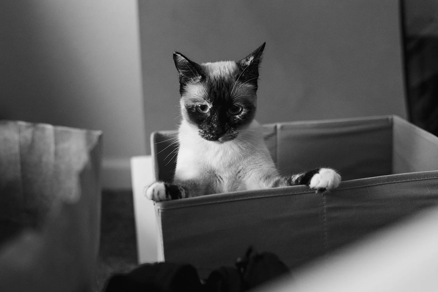 Cat peeking out of a box