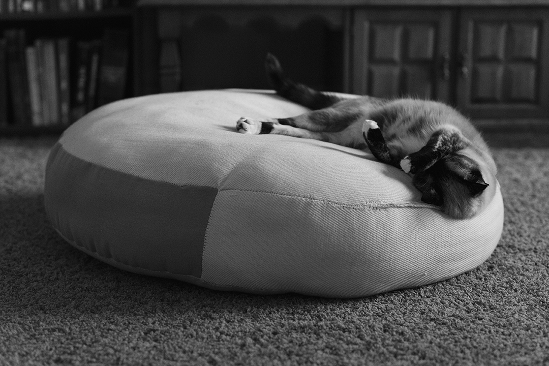 Cat sleeping on a pouf