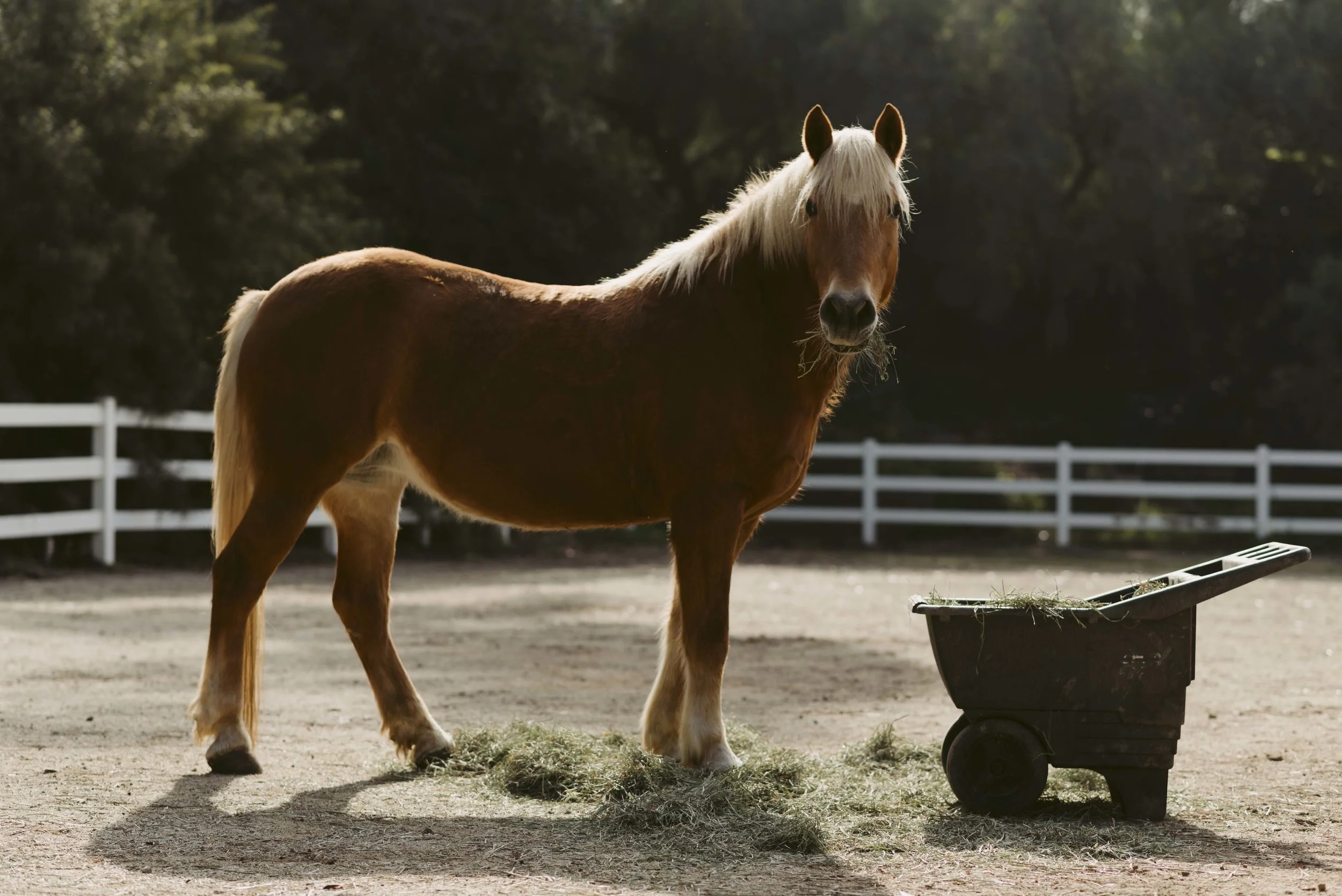 Margo-Kays-Horse-WEB-01.jpg