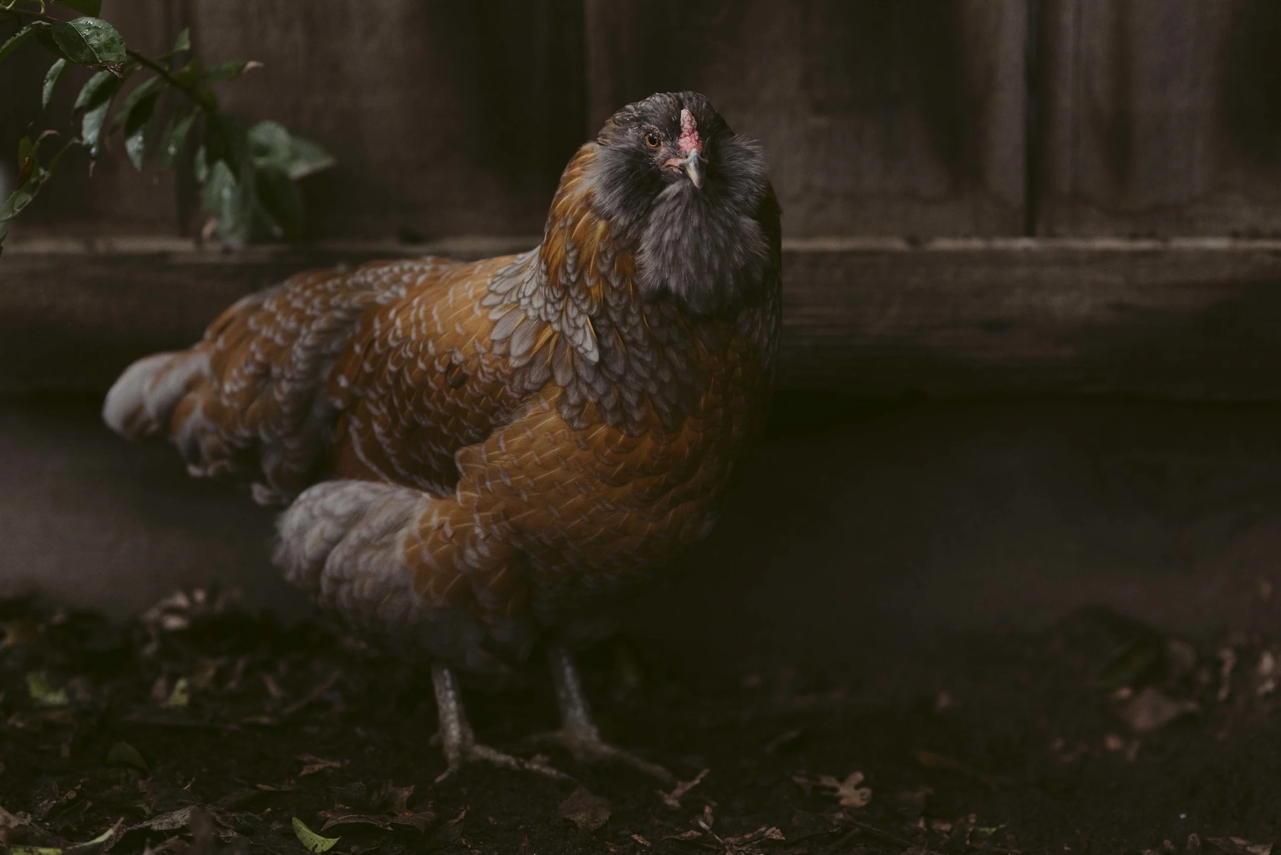 Chickens-Kim-Grant-WEB-05.jpg