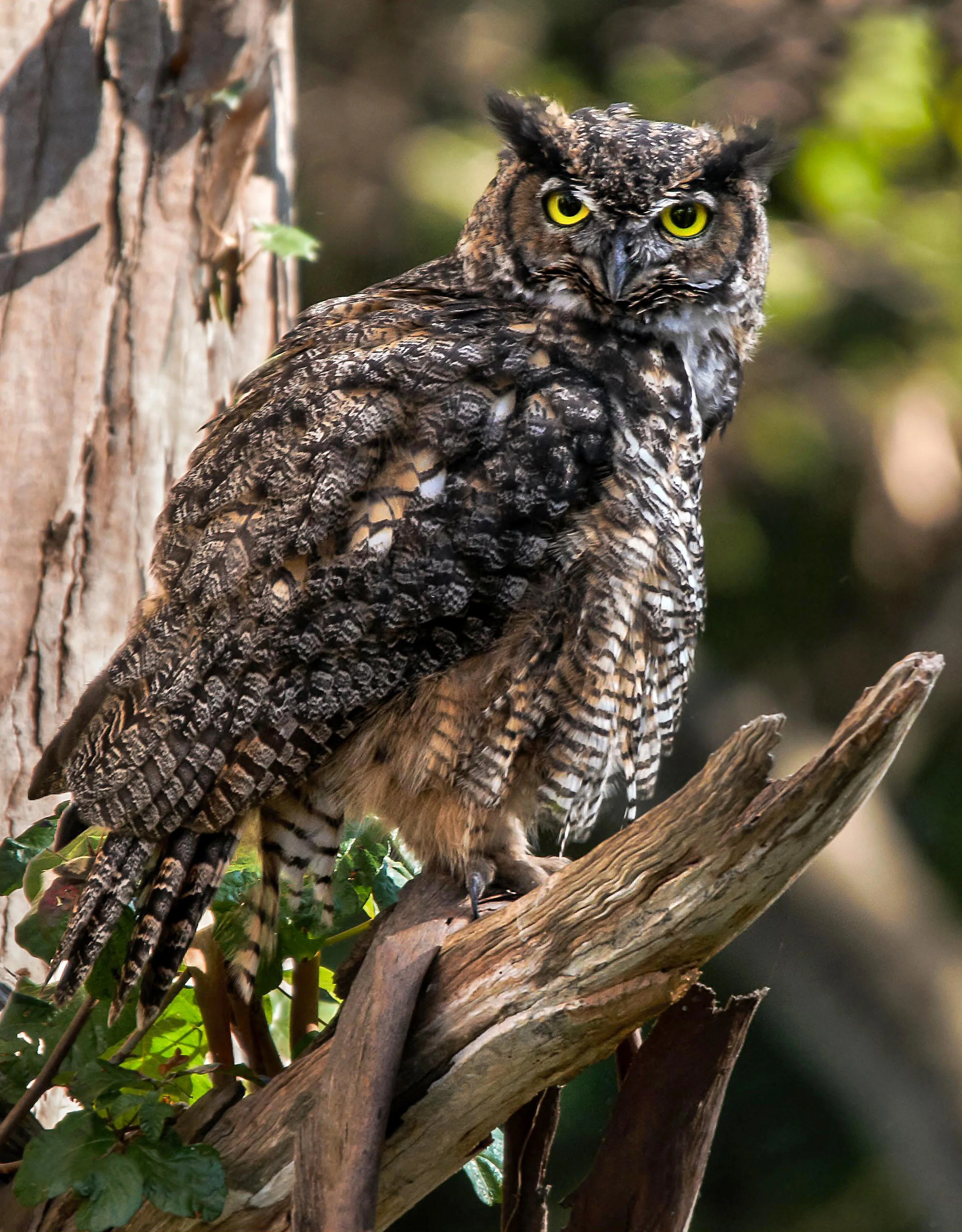Owl -24x30.jpg