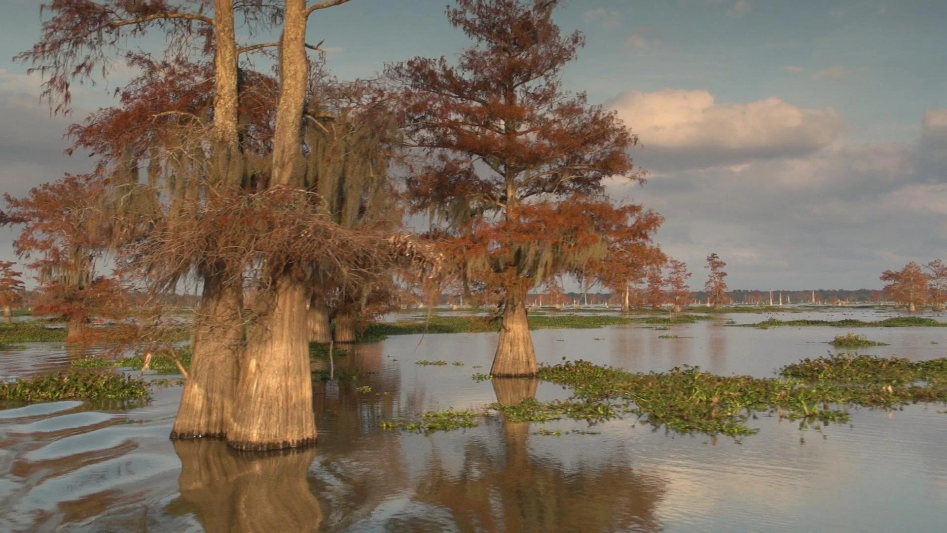 swamp.jpg