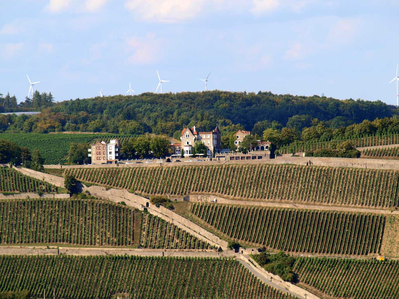 Würzburger Stein vineyard with the Steinburg Hotel and Restaurant on top