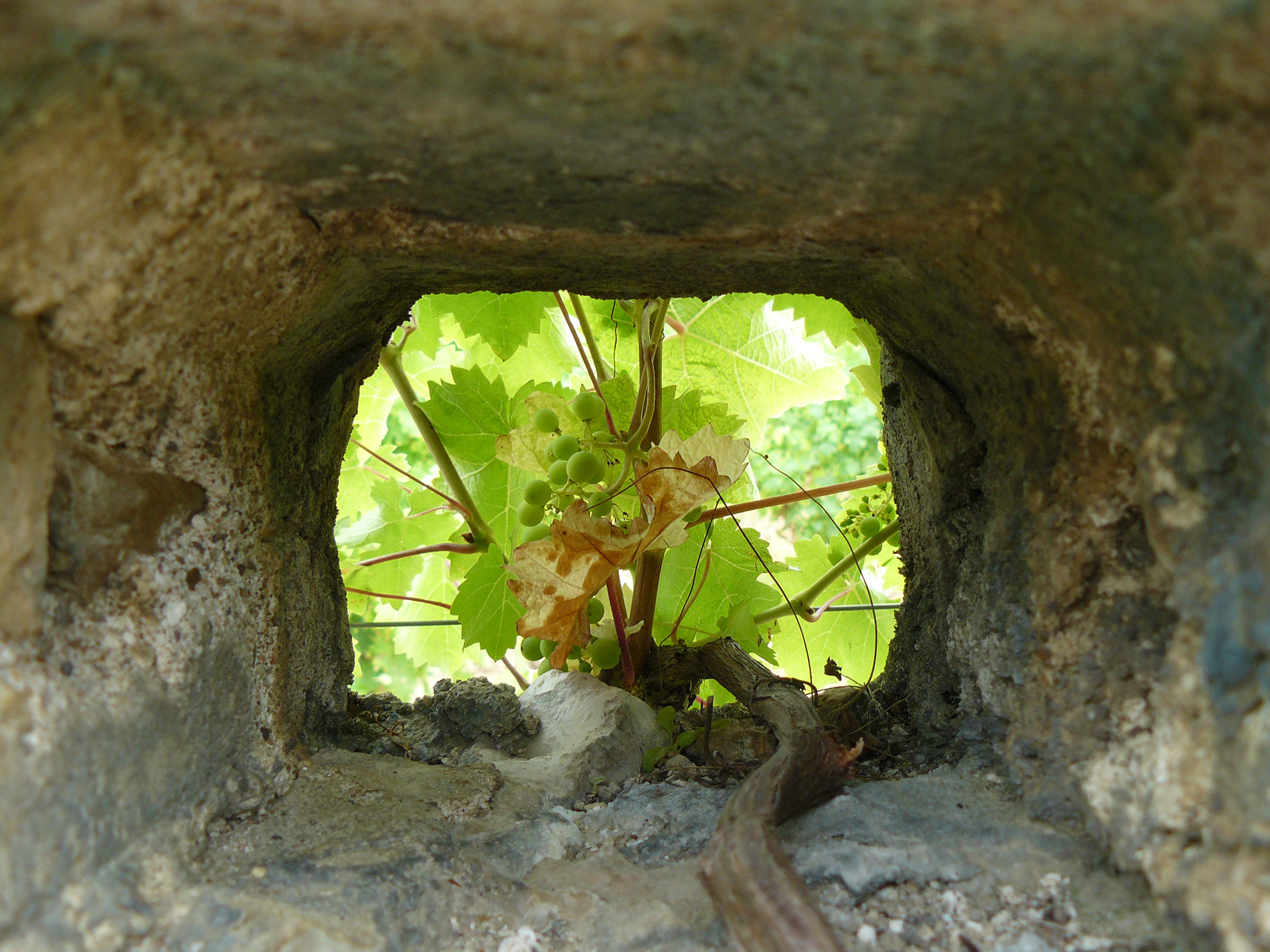 Vines at Antoine Cristal are trained through holes in the old stone walls.
