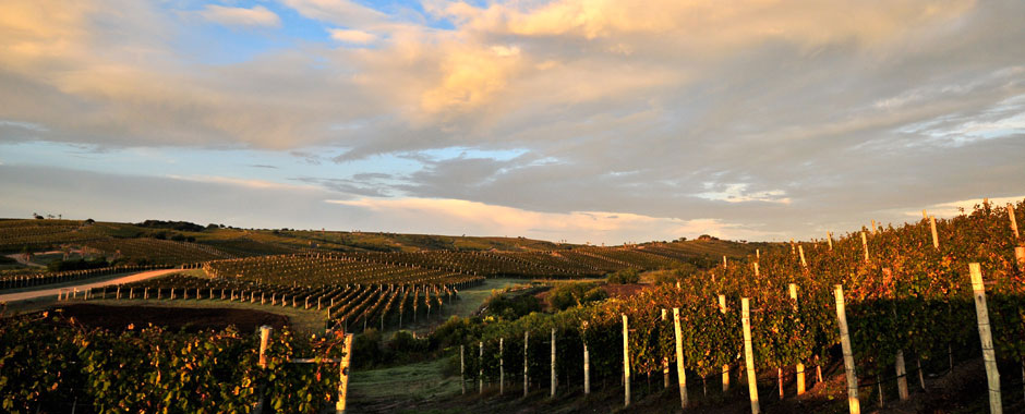 Bodega Garzón, Maldonado