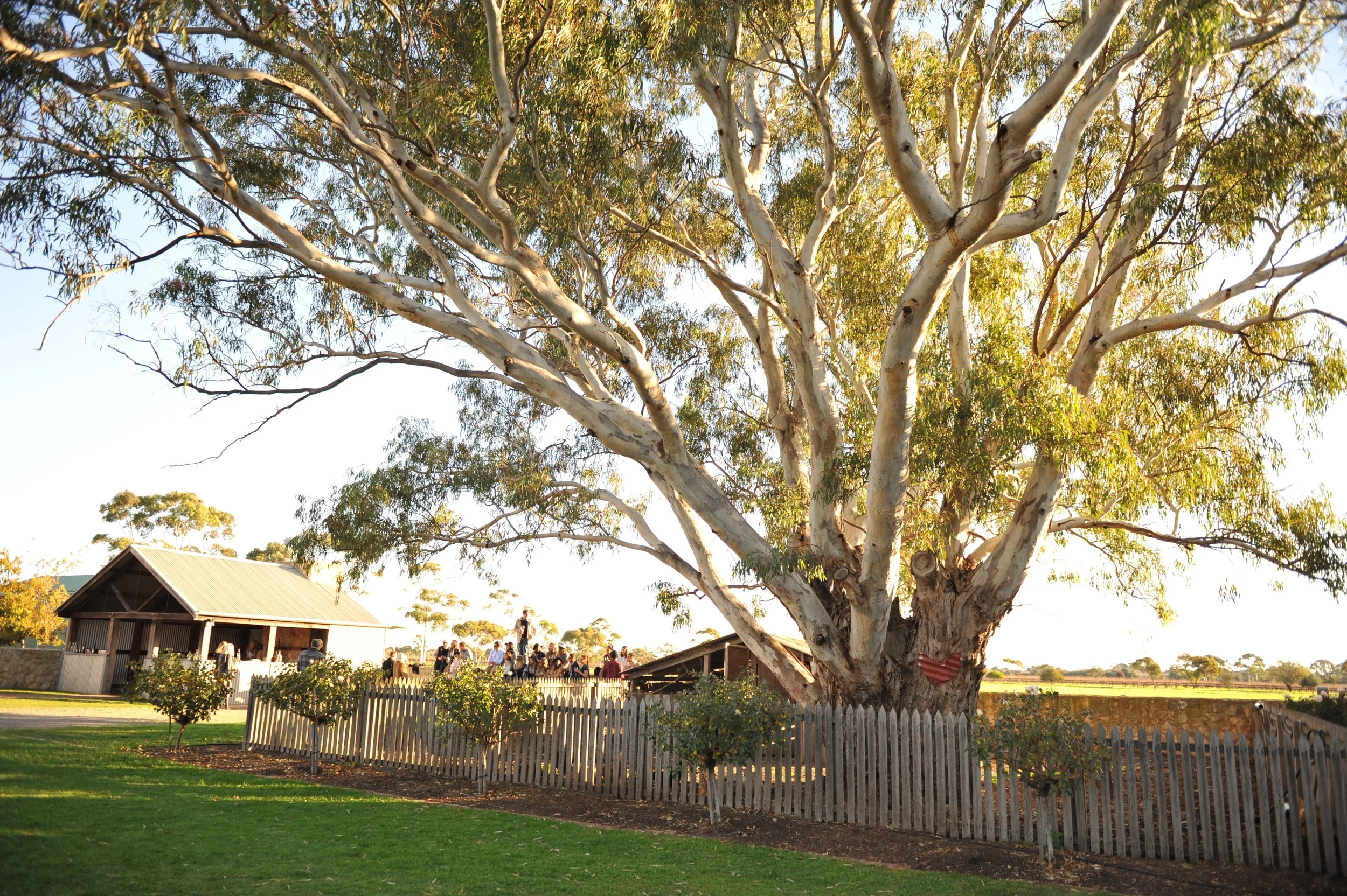 The old gum trees at Penny's Hill