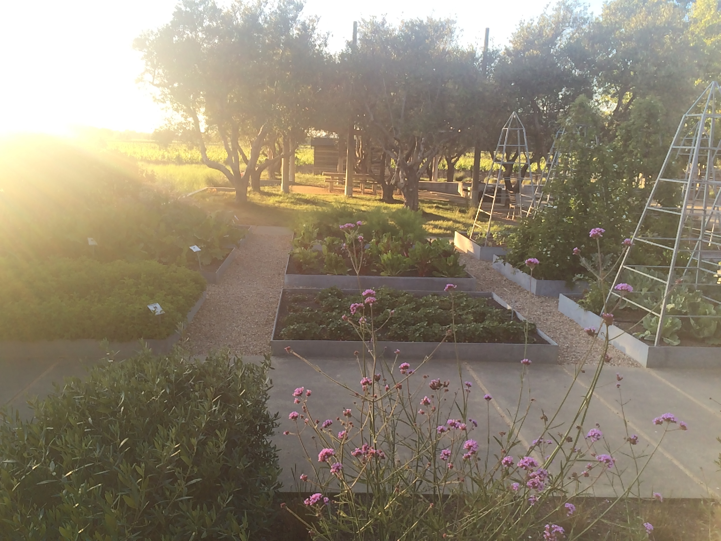 Raised garden beds at Medlock Ames - Photo credit Leslie Rosa