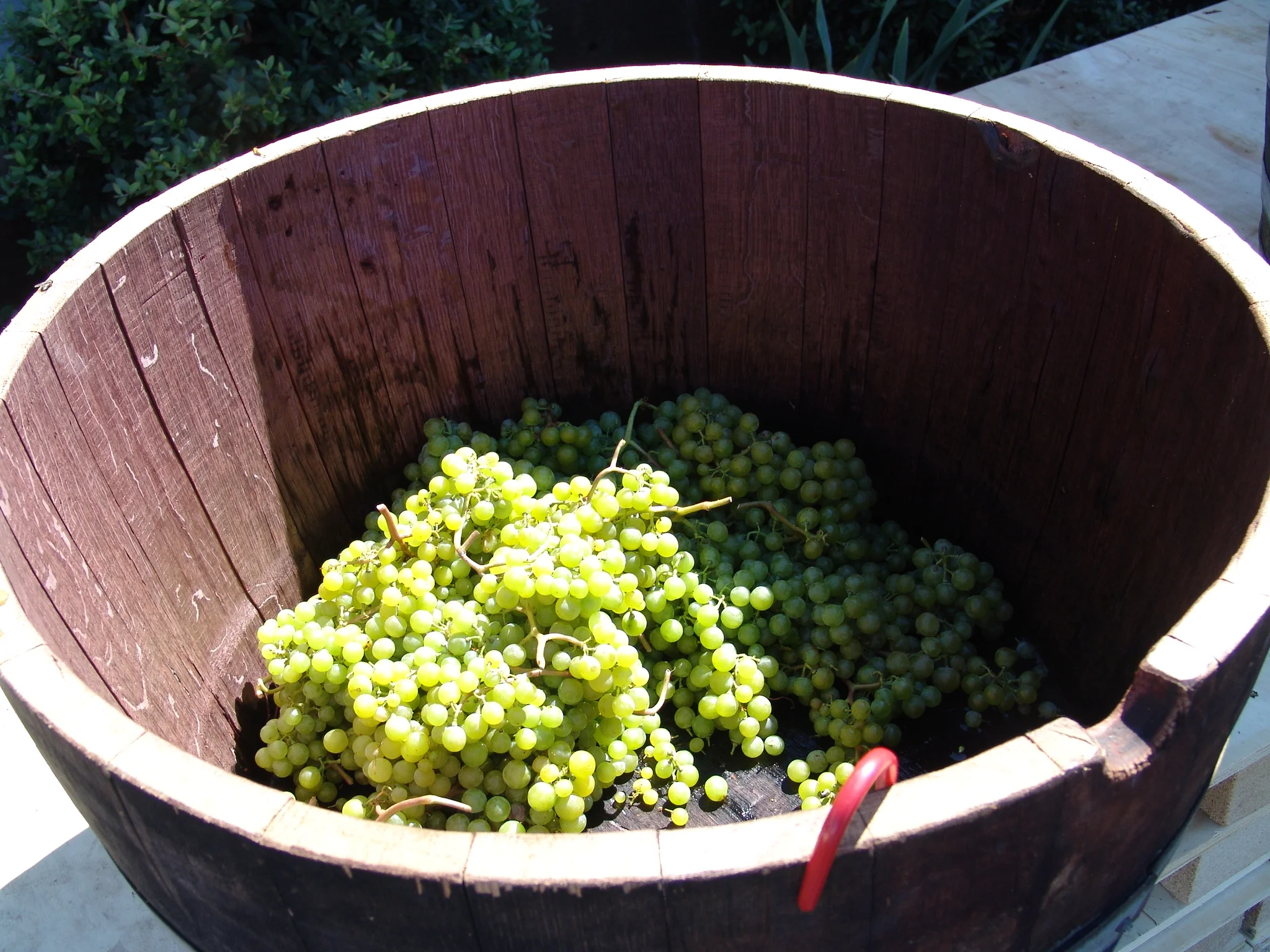 Grape stomp bucket Photo credit to Willamette Valley Vineyards