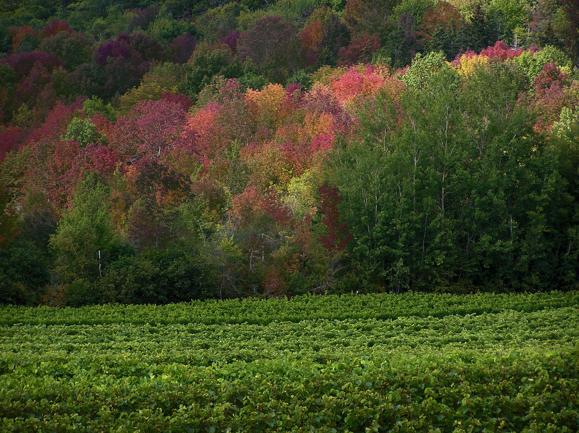 The vines at Gaspereau Vineyard in Autumn. Photographer. Colin Leonard