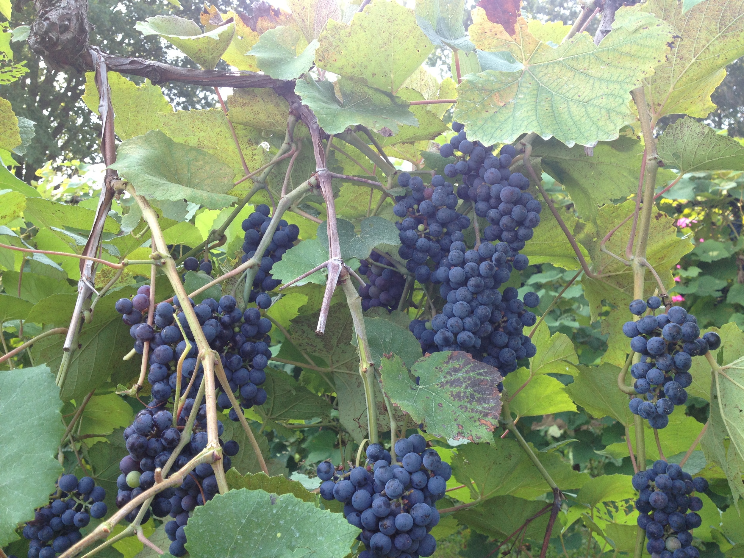 Norton grapes at Stone Hill Winery | Photo credit: Stone Hill Winery