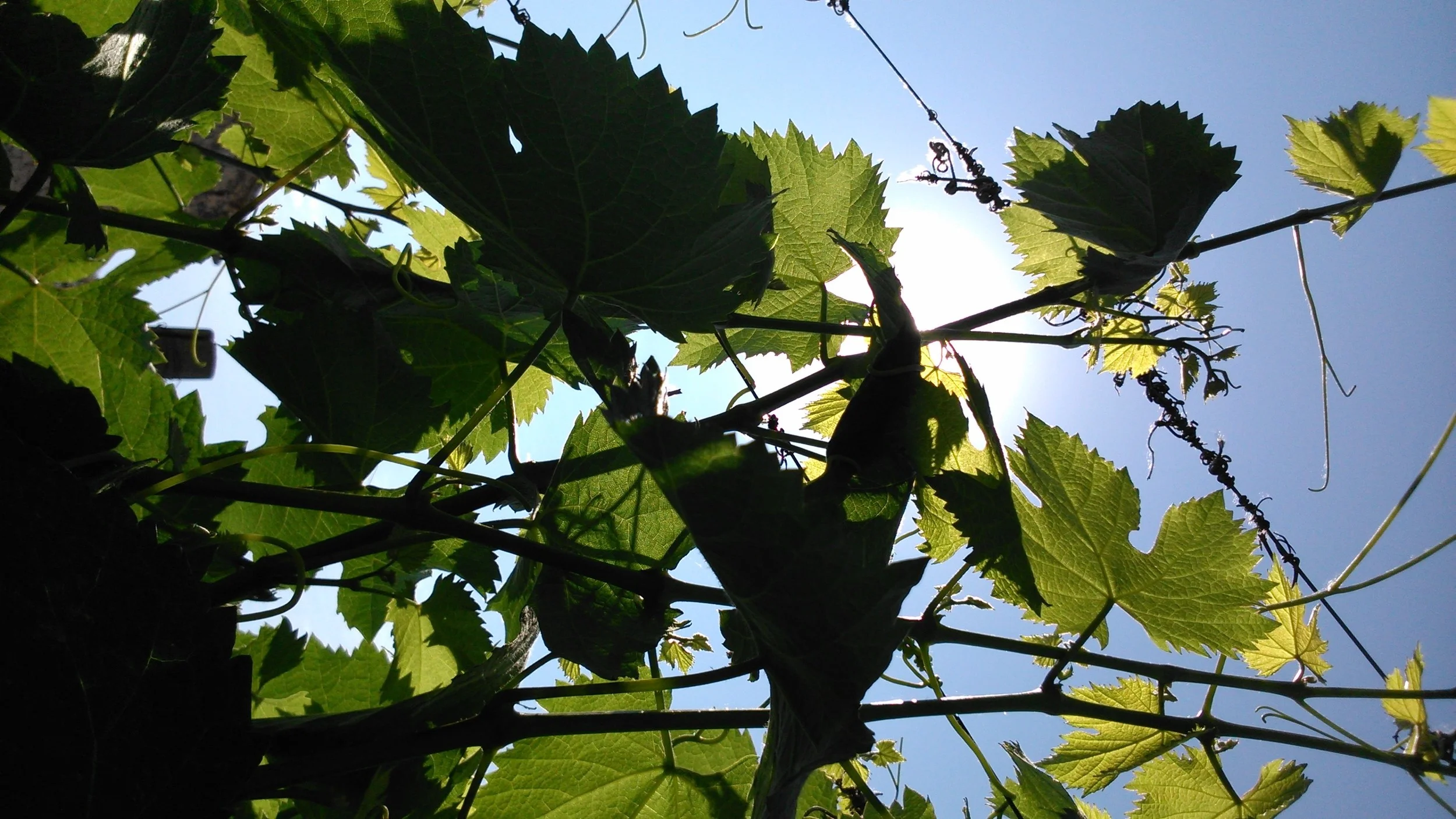 Malbec vines in the spring