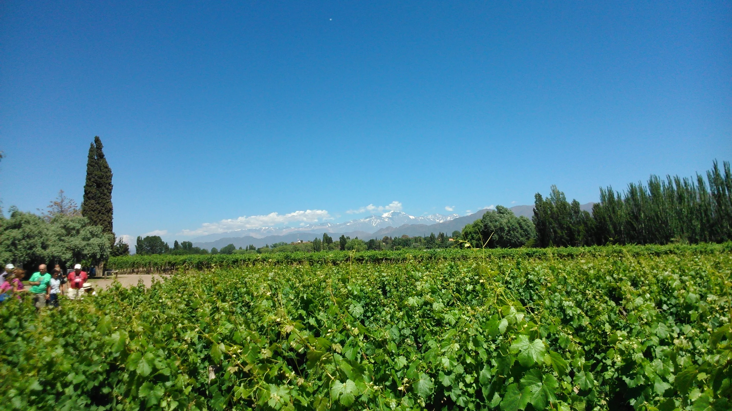 Vineyards in the summer