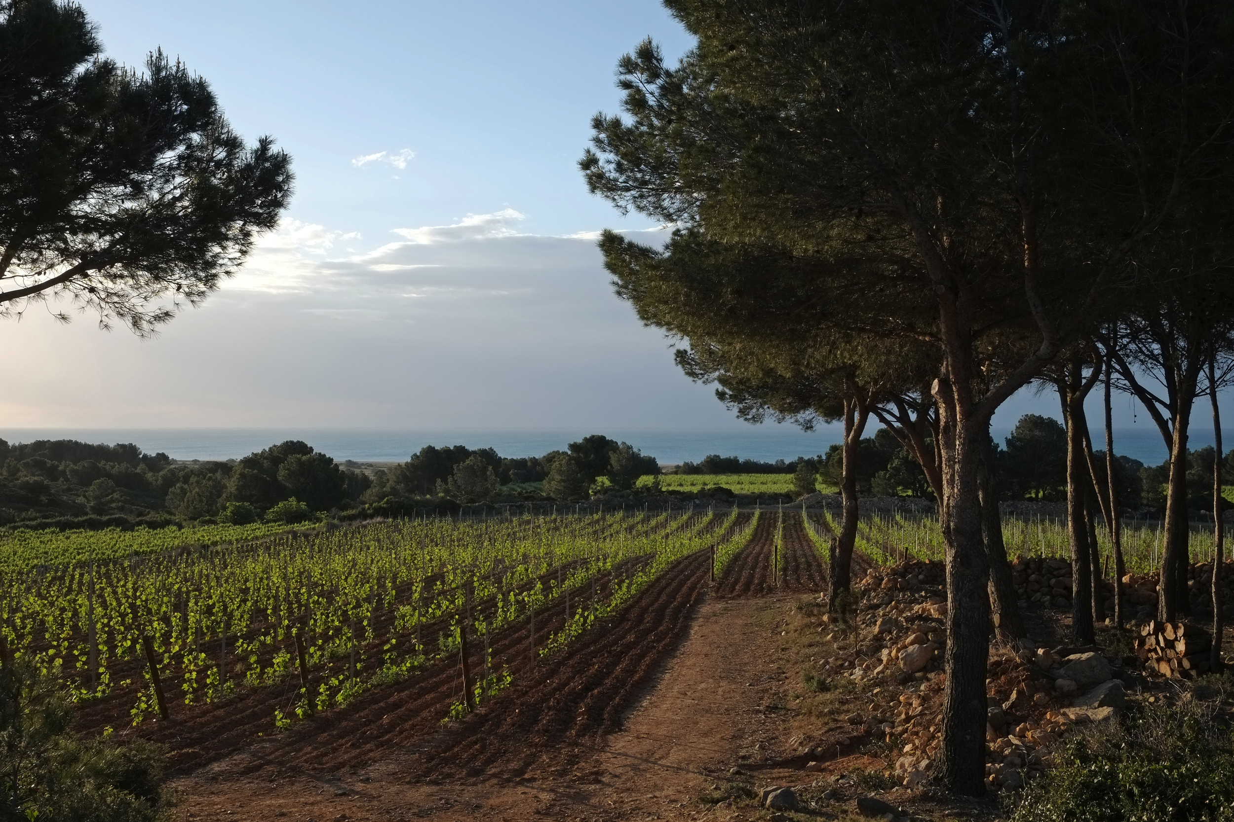 Beautiful vines of La Clape