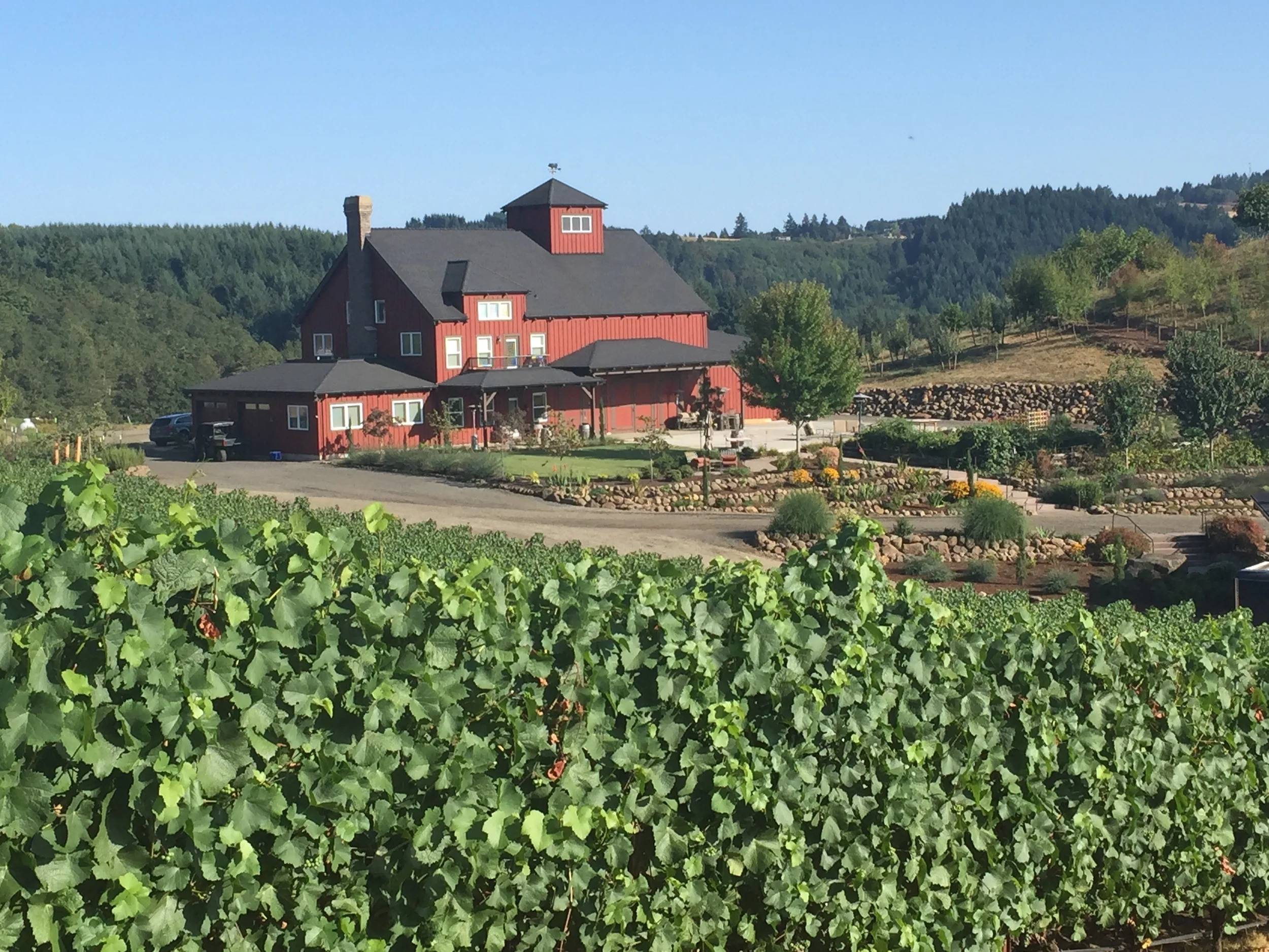 Dukes Family Vineyard, Credit Jackie Dukes