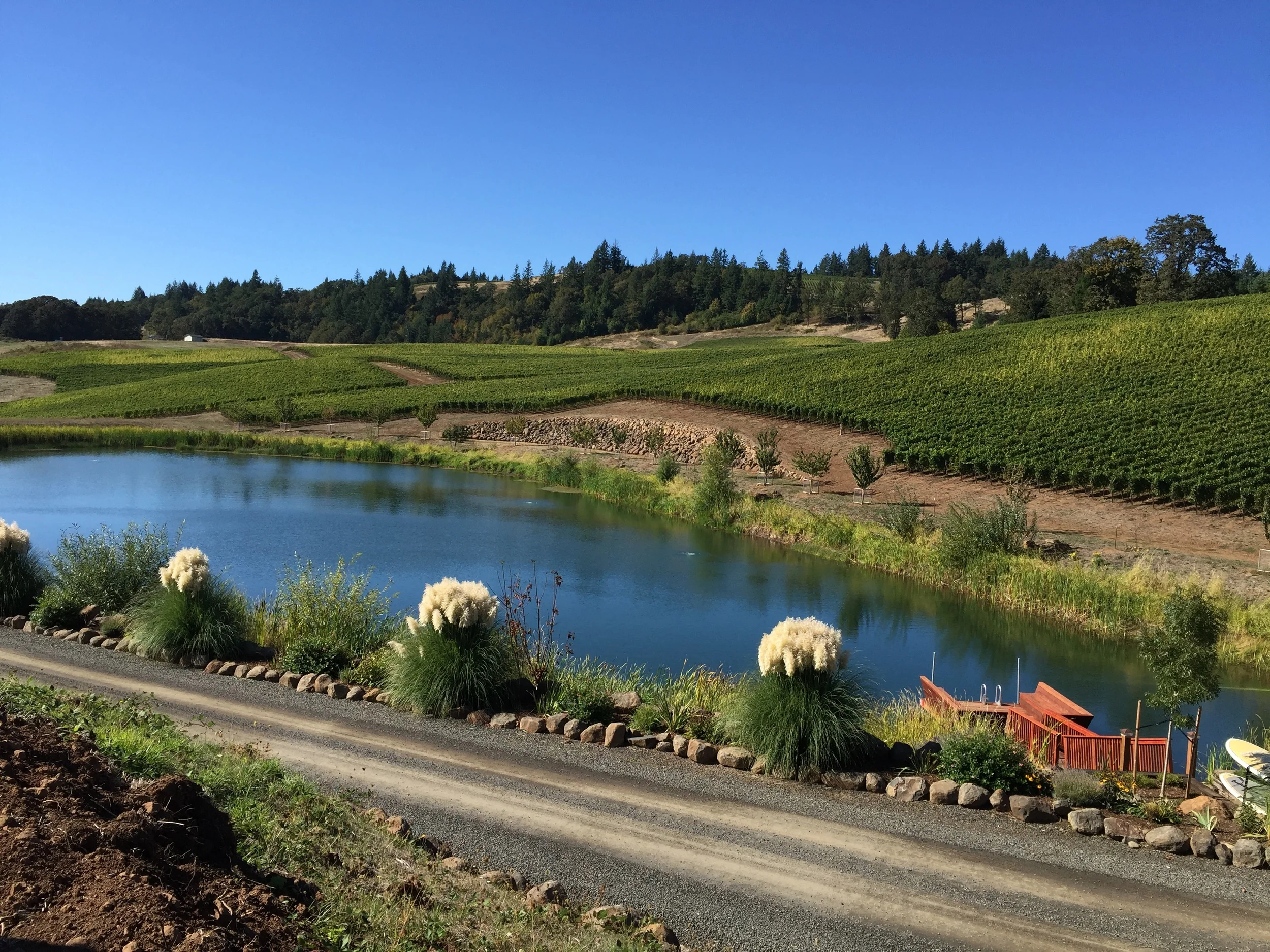 Dukes Family Vineyard, Credit Jackie Dukes