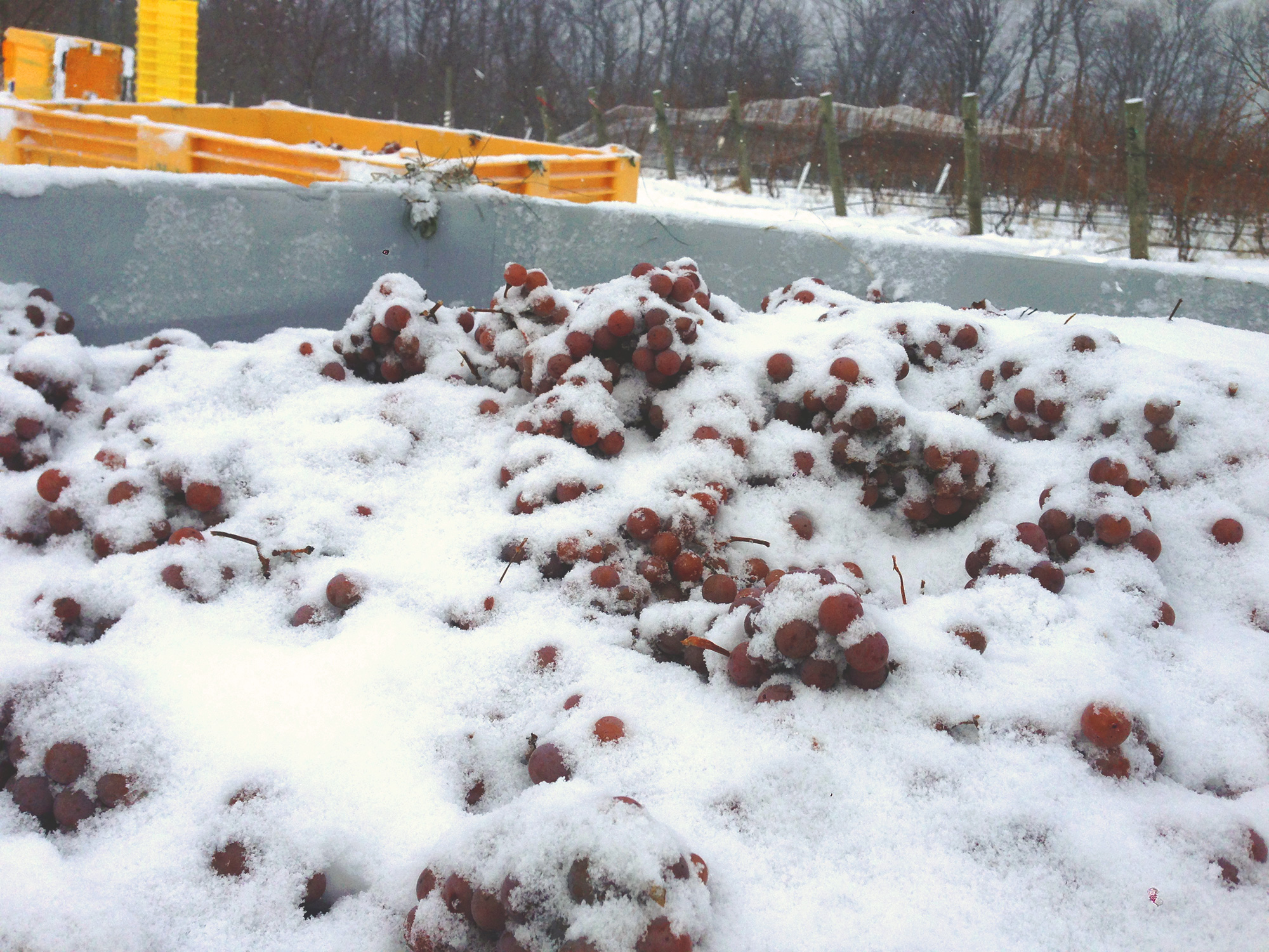 Frozen Grapes