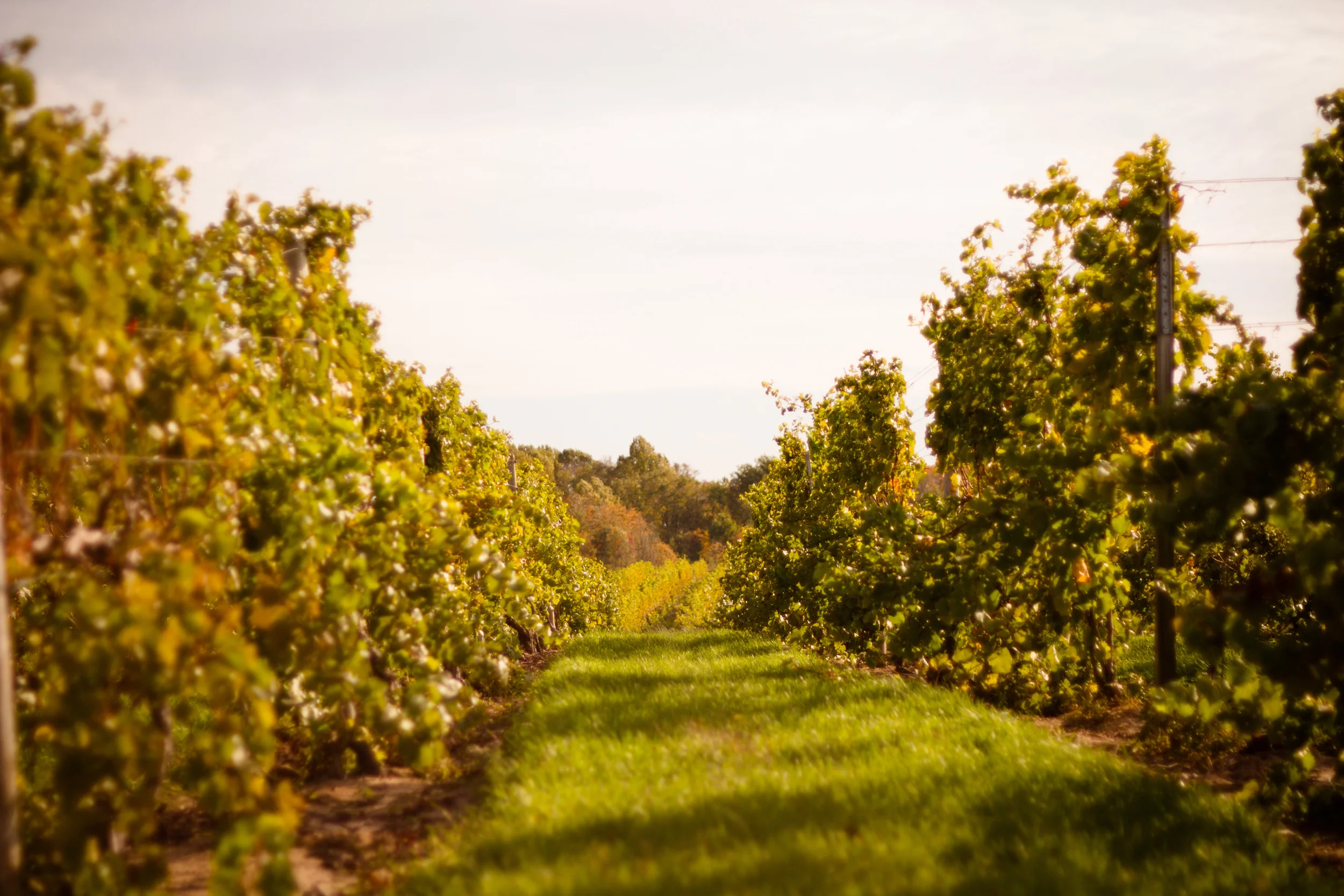 Beautiful view of the vines at Fenn Valley Vineyards