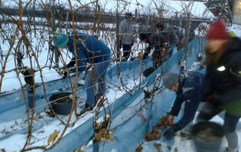Choosing grapes in this weather can be difficult