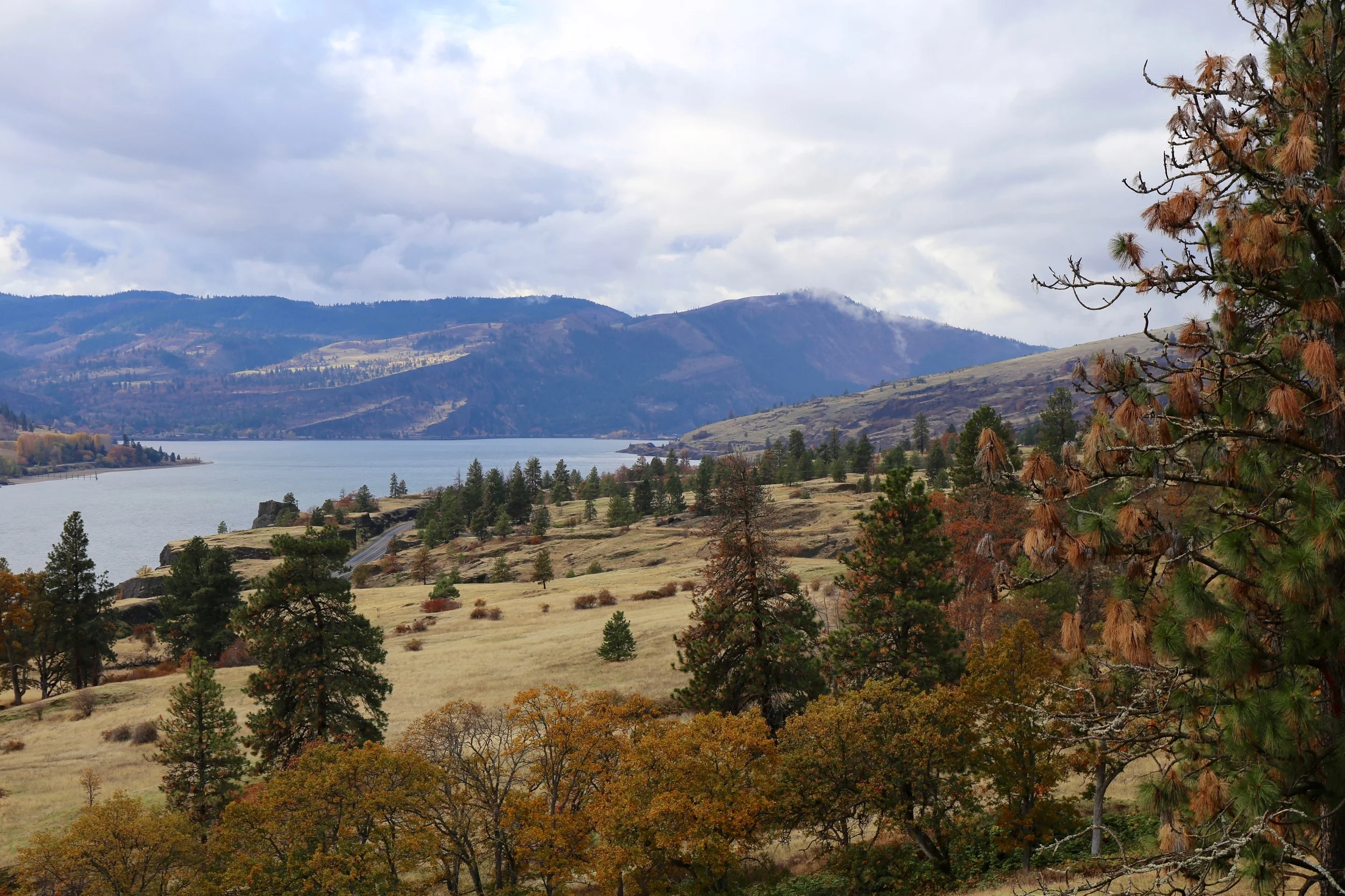 A view from Highway 8 in the Columbia Gorge AVA