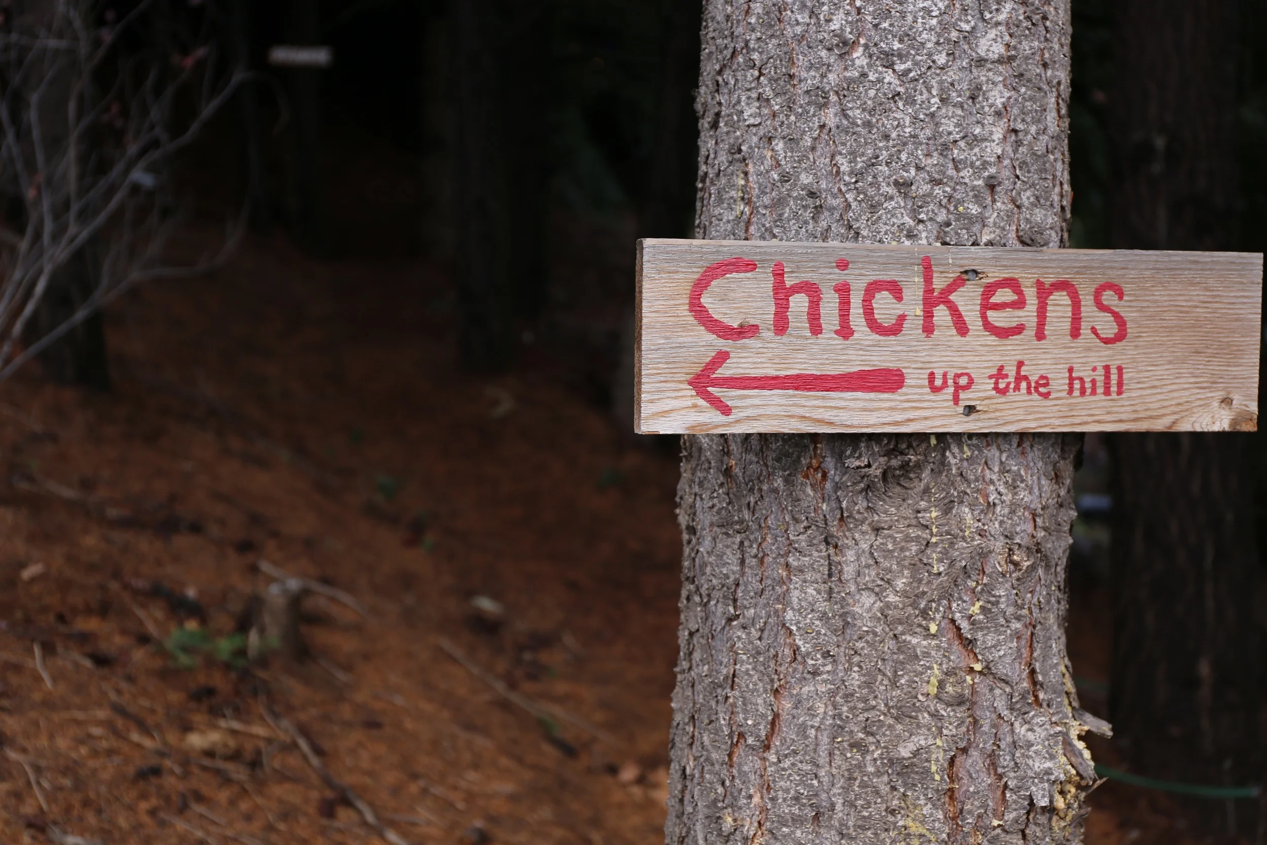 Chicken coops can be found at AniChe Cellars
