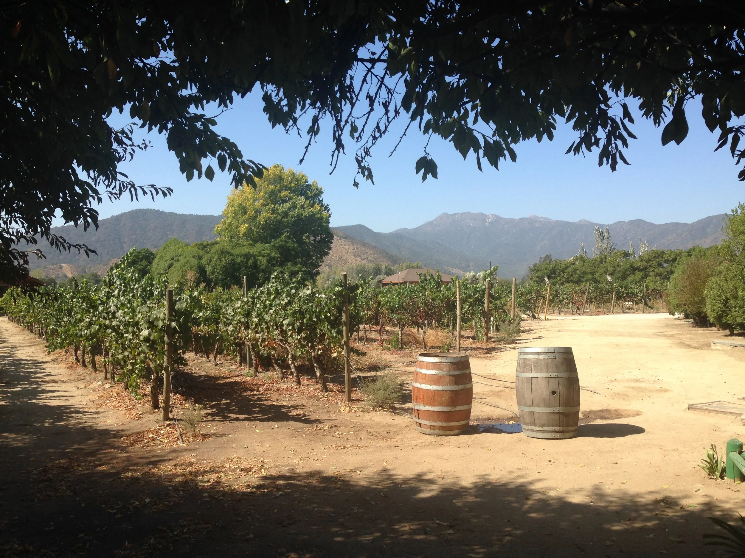 Vines in the Casablanca Valley. Credit Gabe Manzo