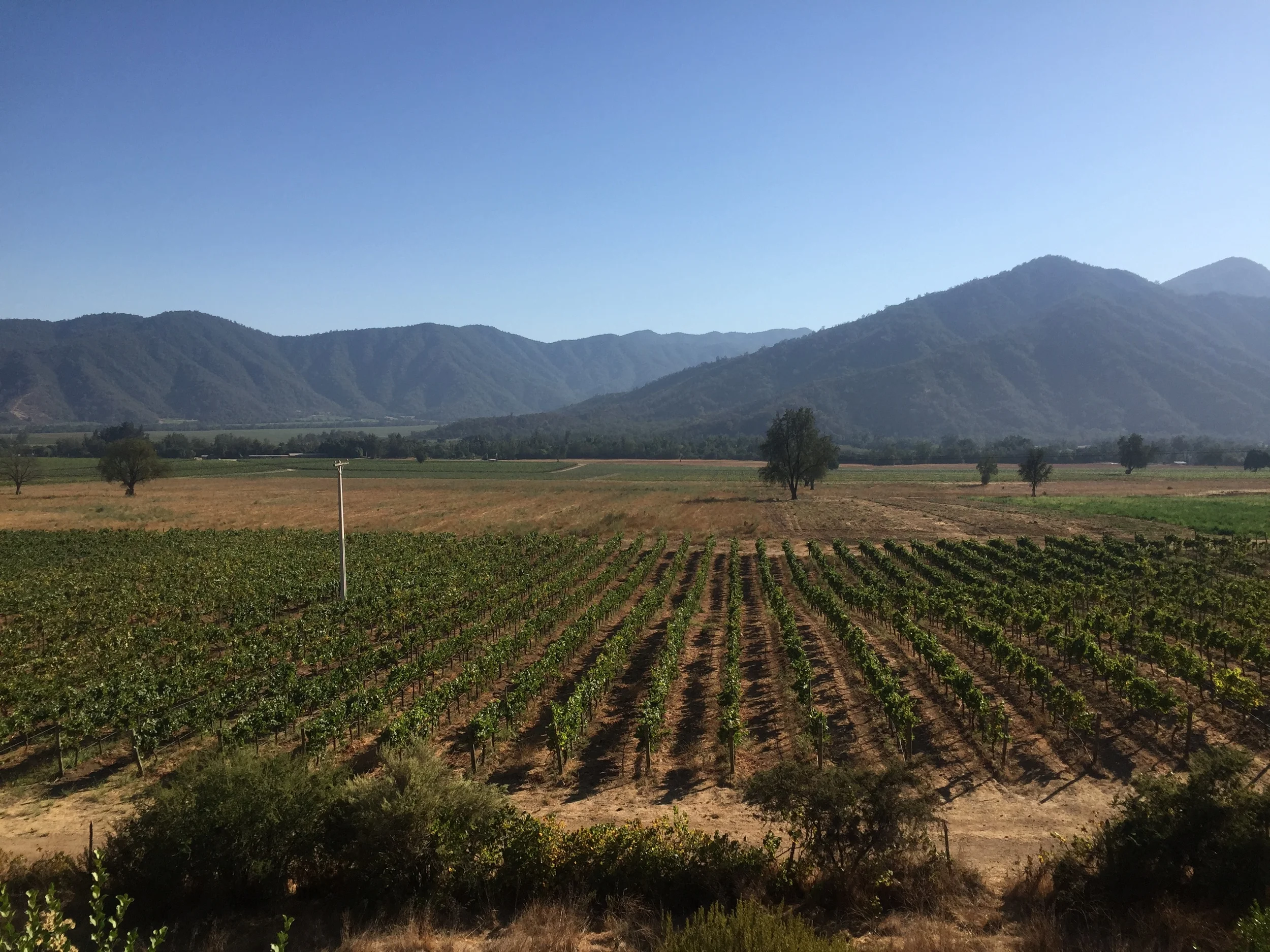 Vineyards in the distance. Credit Gabe Manzo