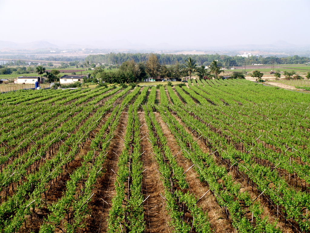 Sula Vineyards