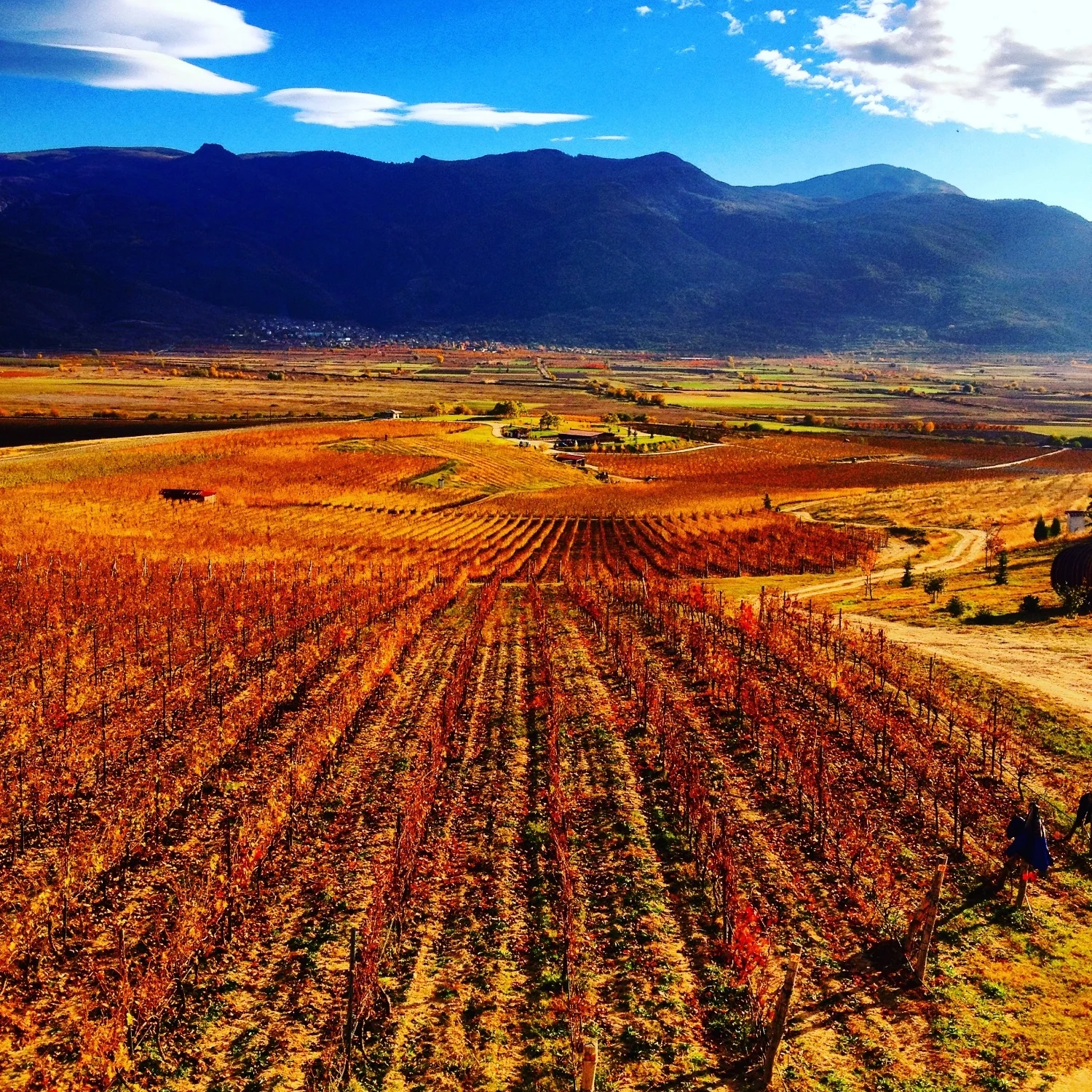 Autumn Vineyards