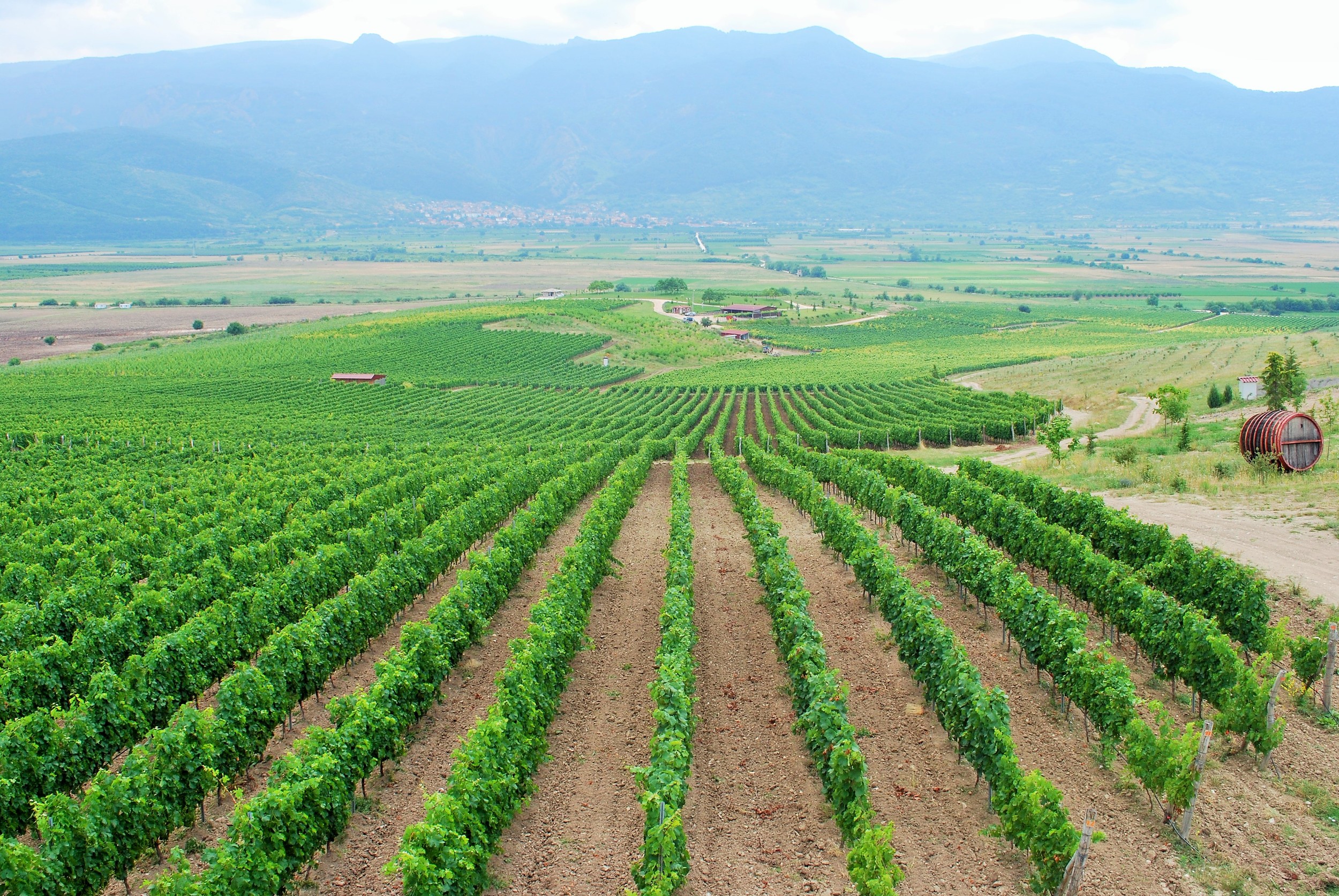 Villa Yustina Vineyards