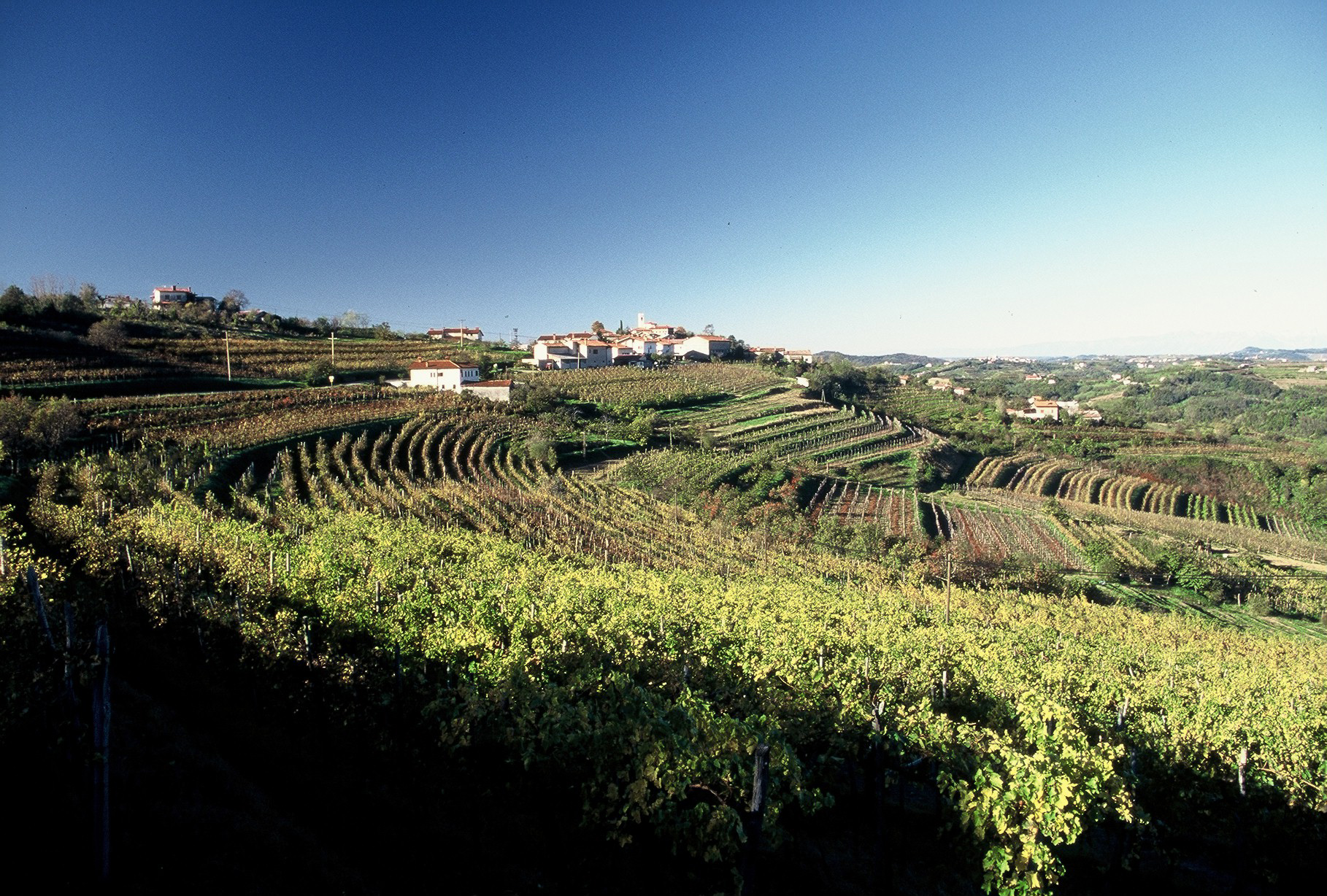 Marjan Simcic Vineyards