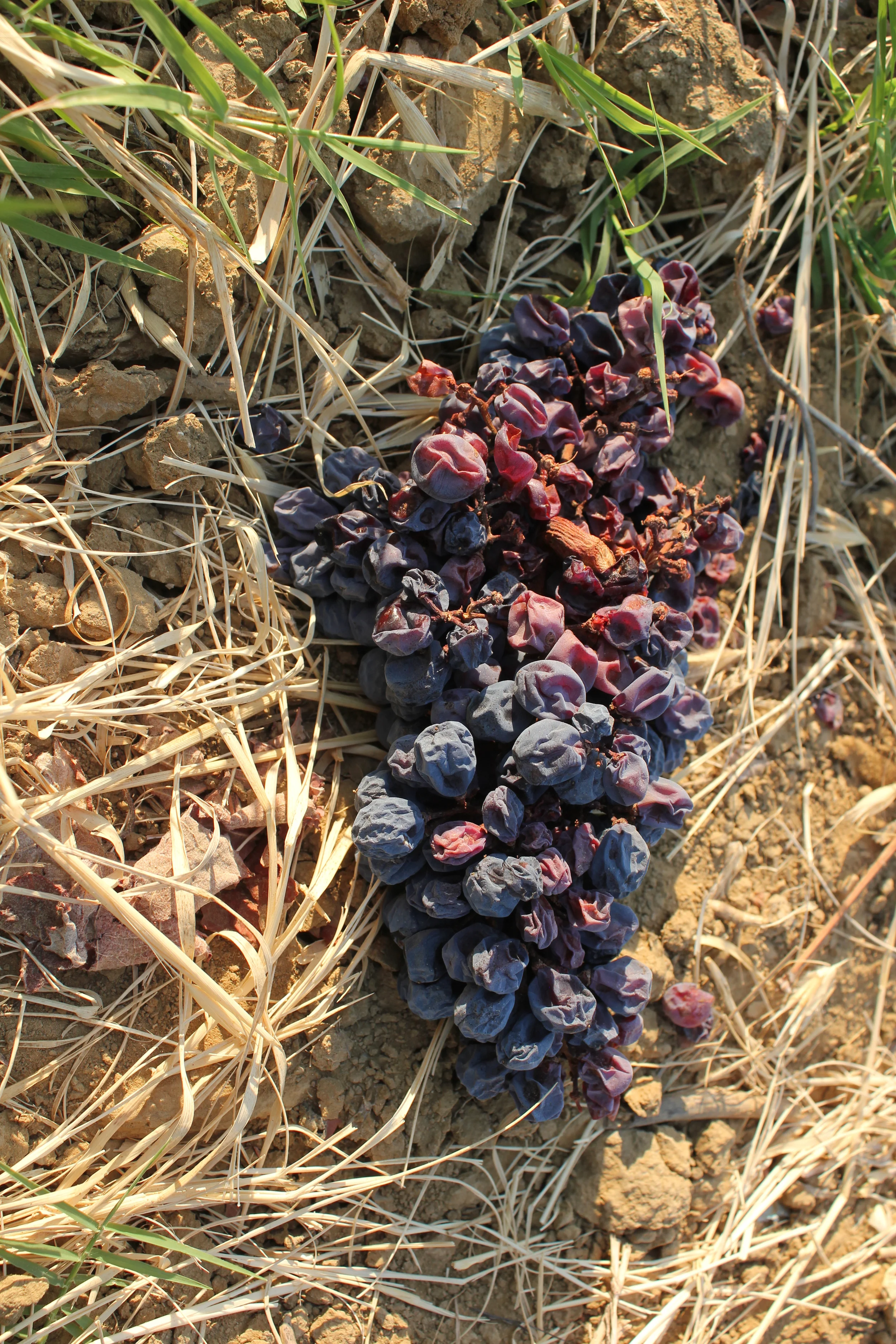Grape skin