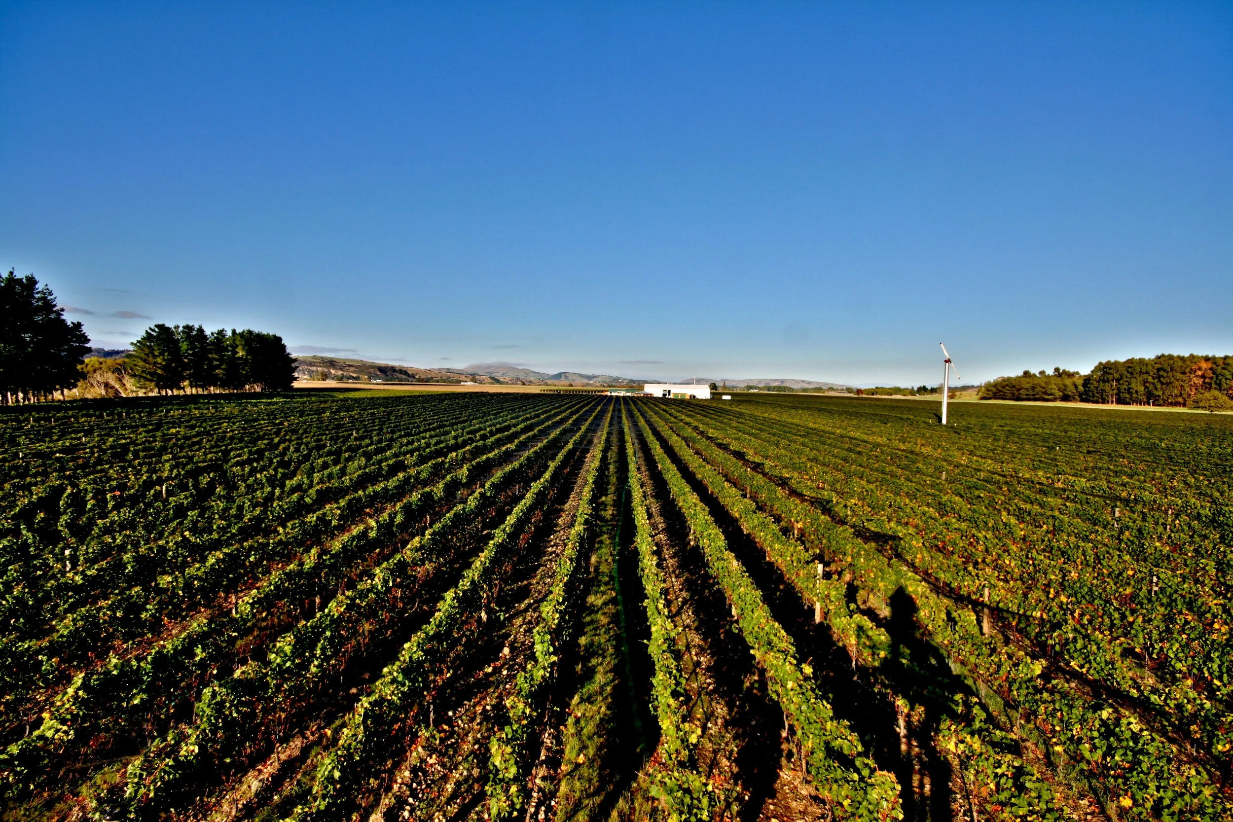 The Beautiful Vines in New Zealand