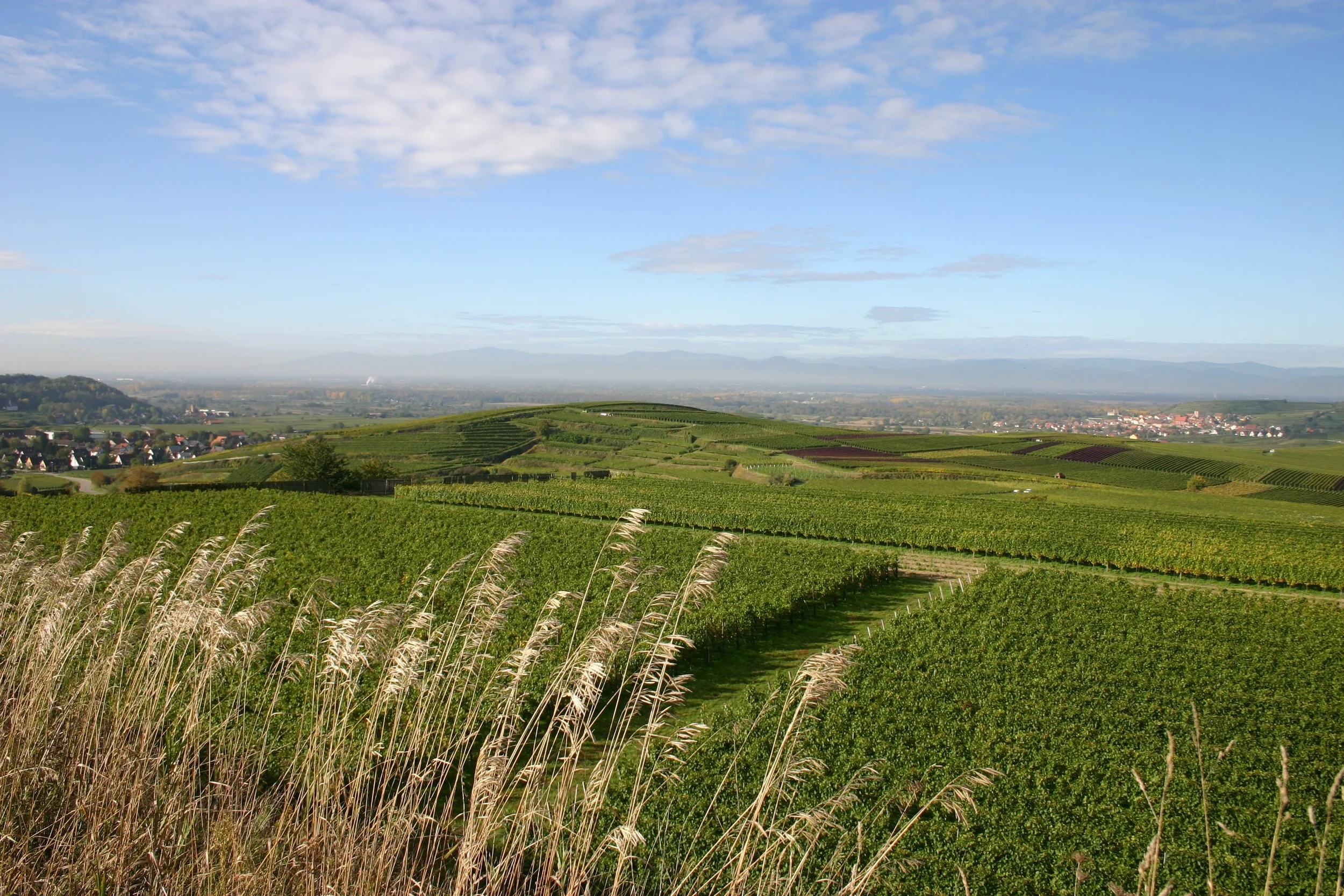 Johner-Weingut Vineyards