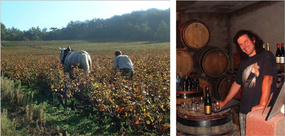 Working the Vineyards by Horse