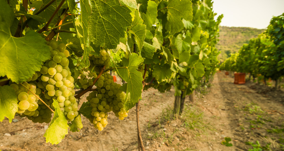 Harvest 2012 | Photo Credit: Fabio Cattabiani