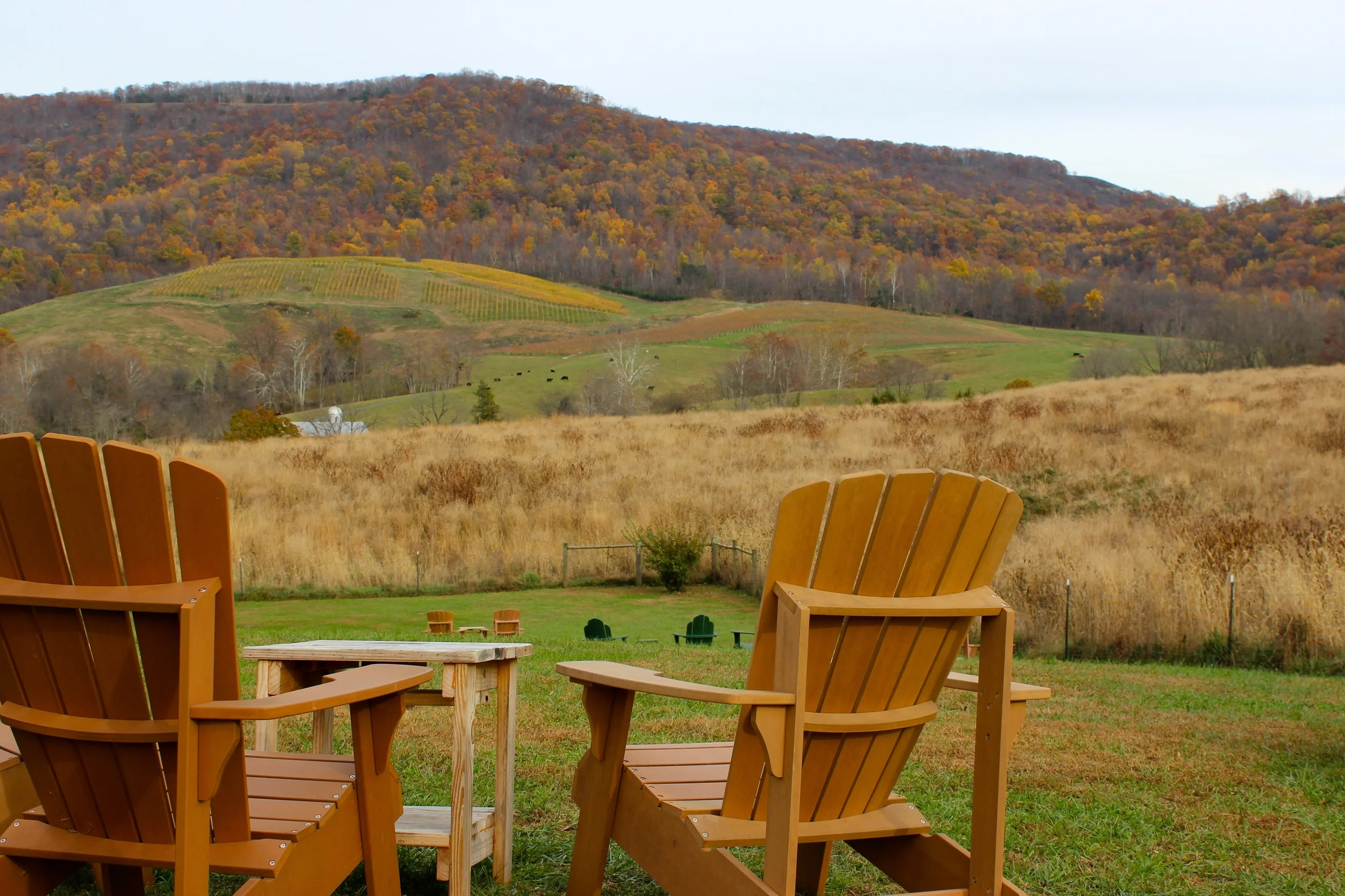 On a fall day, at Glen Manor Vineyards