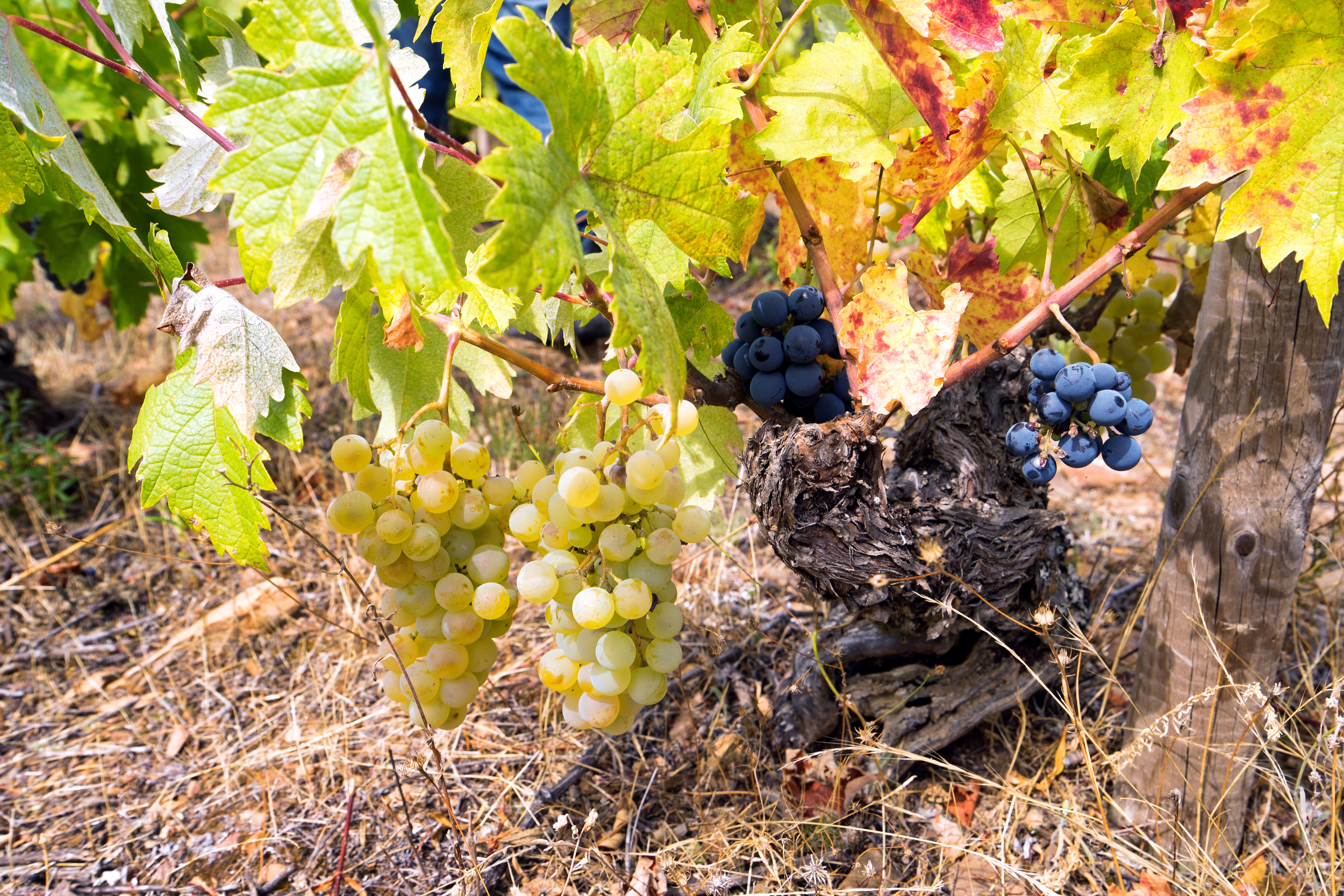 A rare phenomenon - A vine with white and red grapes | Photo Credit: Benoît Lefèvre - Vino2Travel