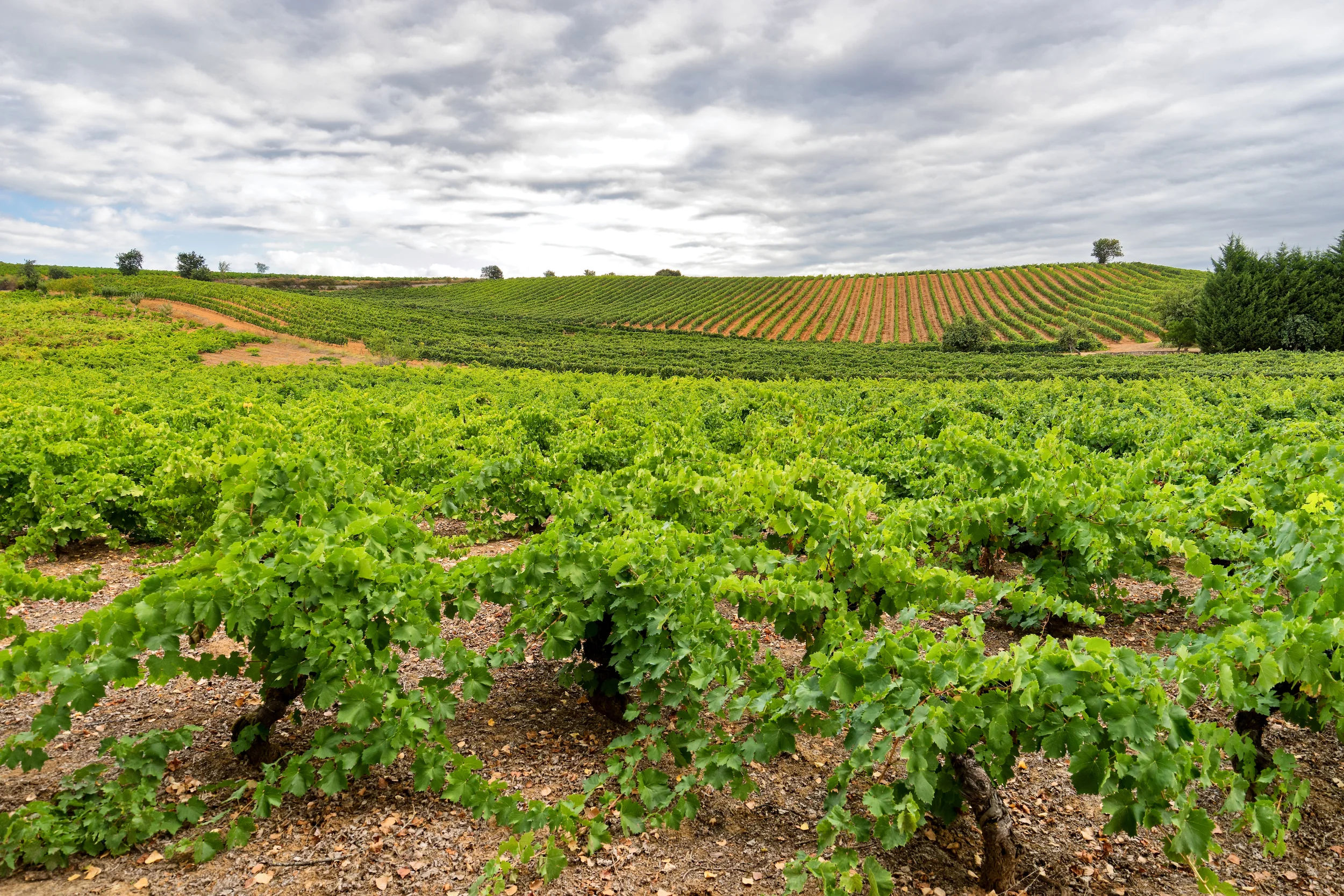 Typical Bierzo vineyards' Landscape | Photo Credit: Benoît Lefèvre - Vino2Travel