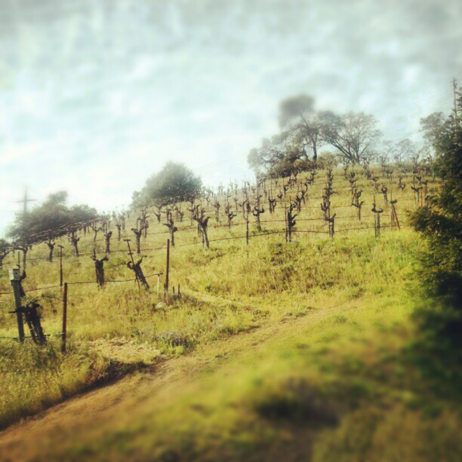 Robert Stinskey Vineyards -- Photo credit Zarah Miaral