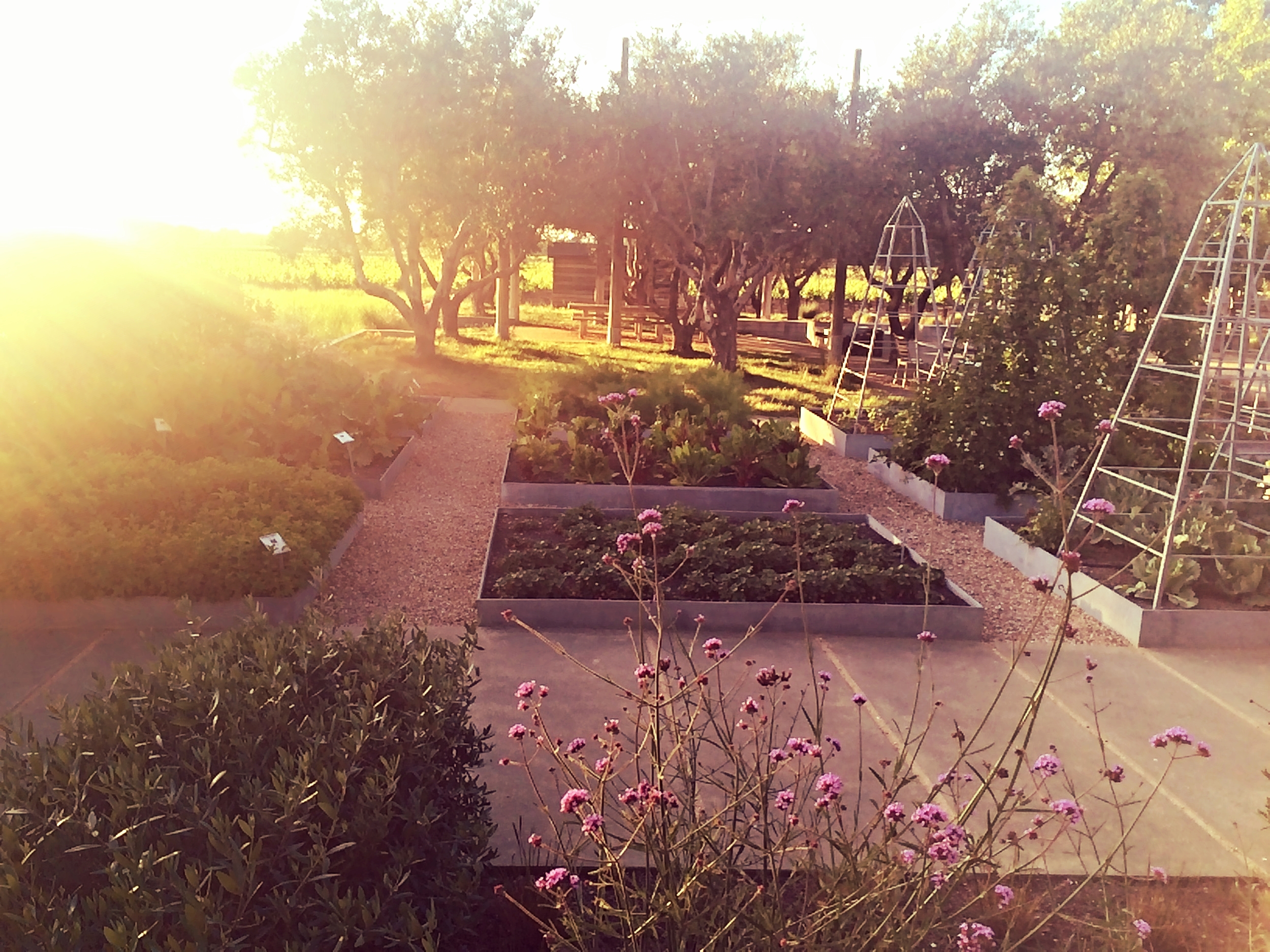 Wine Tourist - California Rose - Raised garden beds at Medlock Ames - Photo credit Leslie Rosa