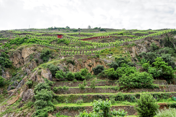One of ARPEPE's vineyards