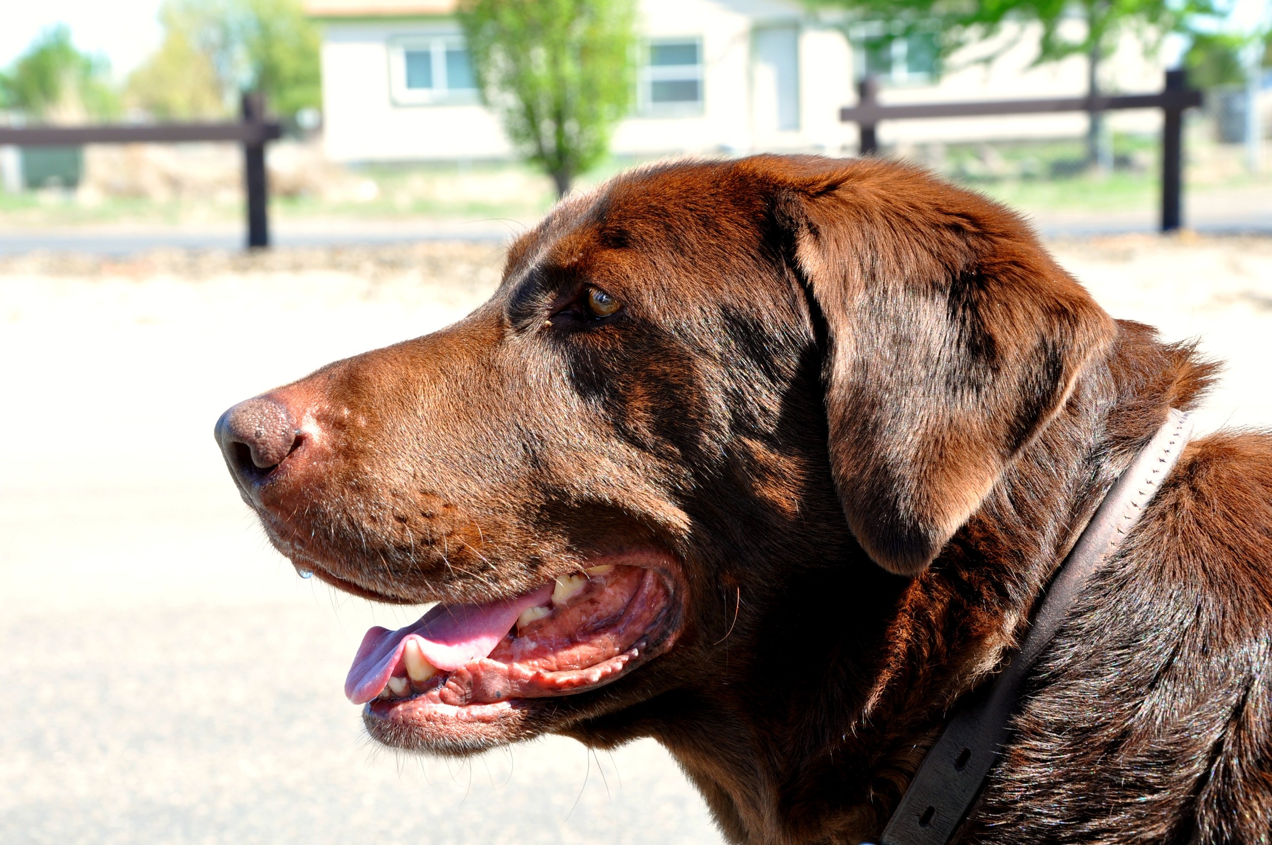 Cooper Wine Company - Bud the Wine Dog
