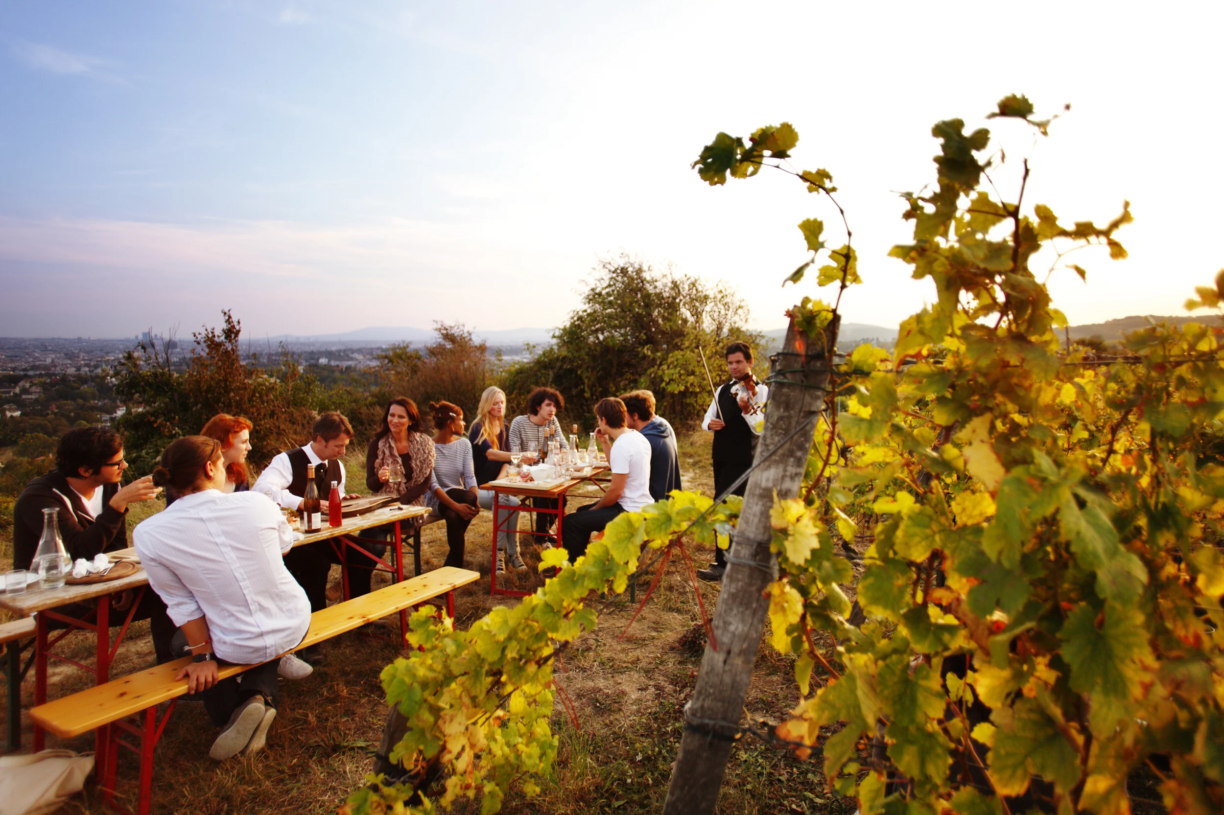 Wieninger Vineyard